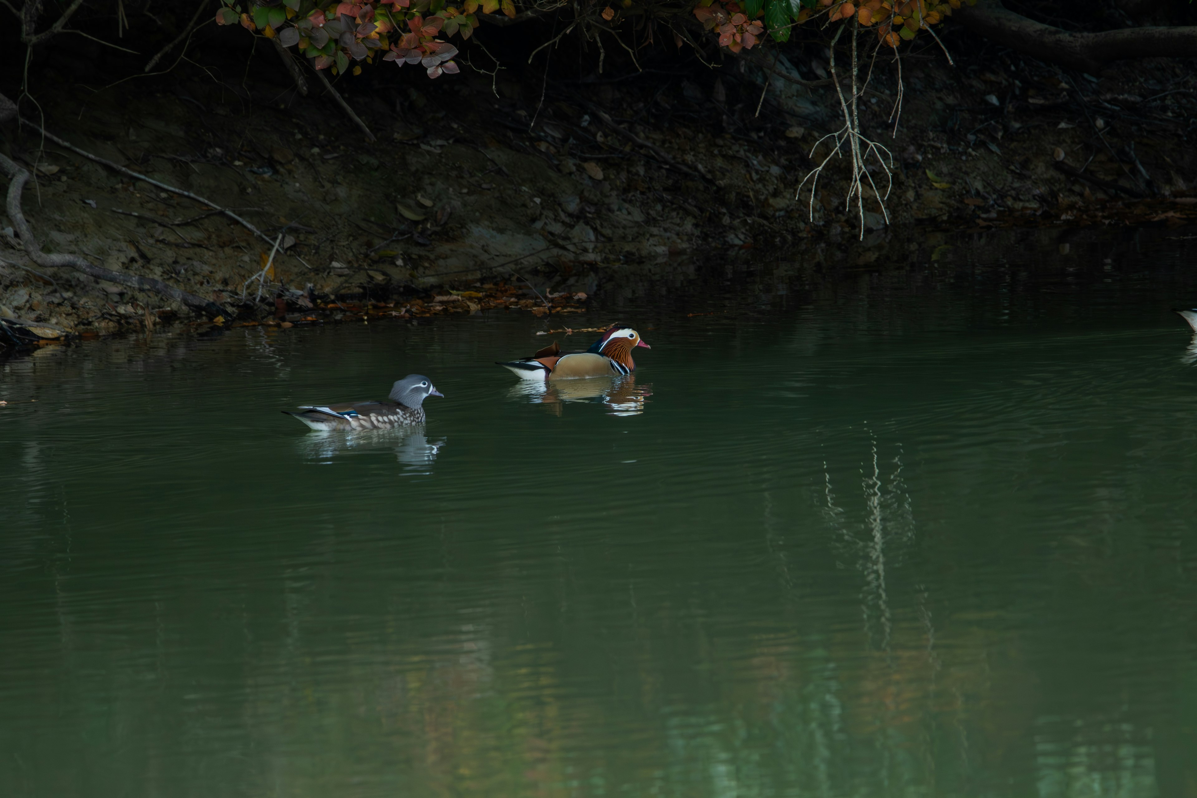 Image de deux canards nageant sur une surface d'eau calme un canard a des plumes brunes et blanches tandis que l'autre a des plumes grises