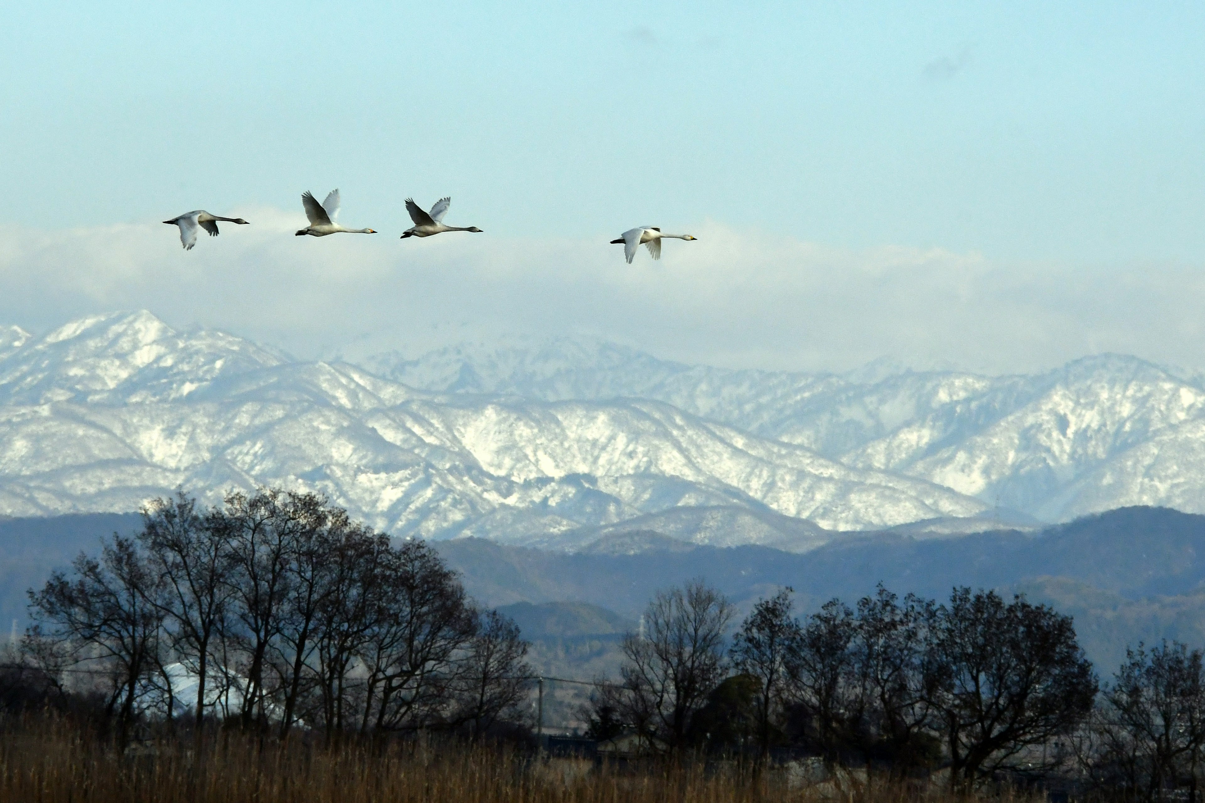 Paesaggio con cigni che volano contro montagne innevate