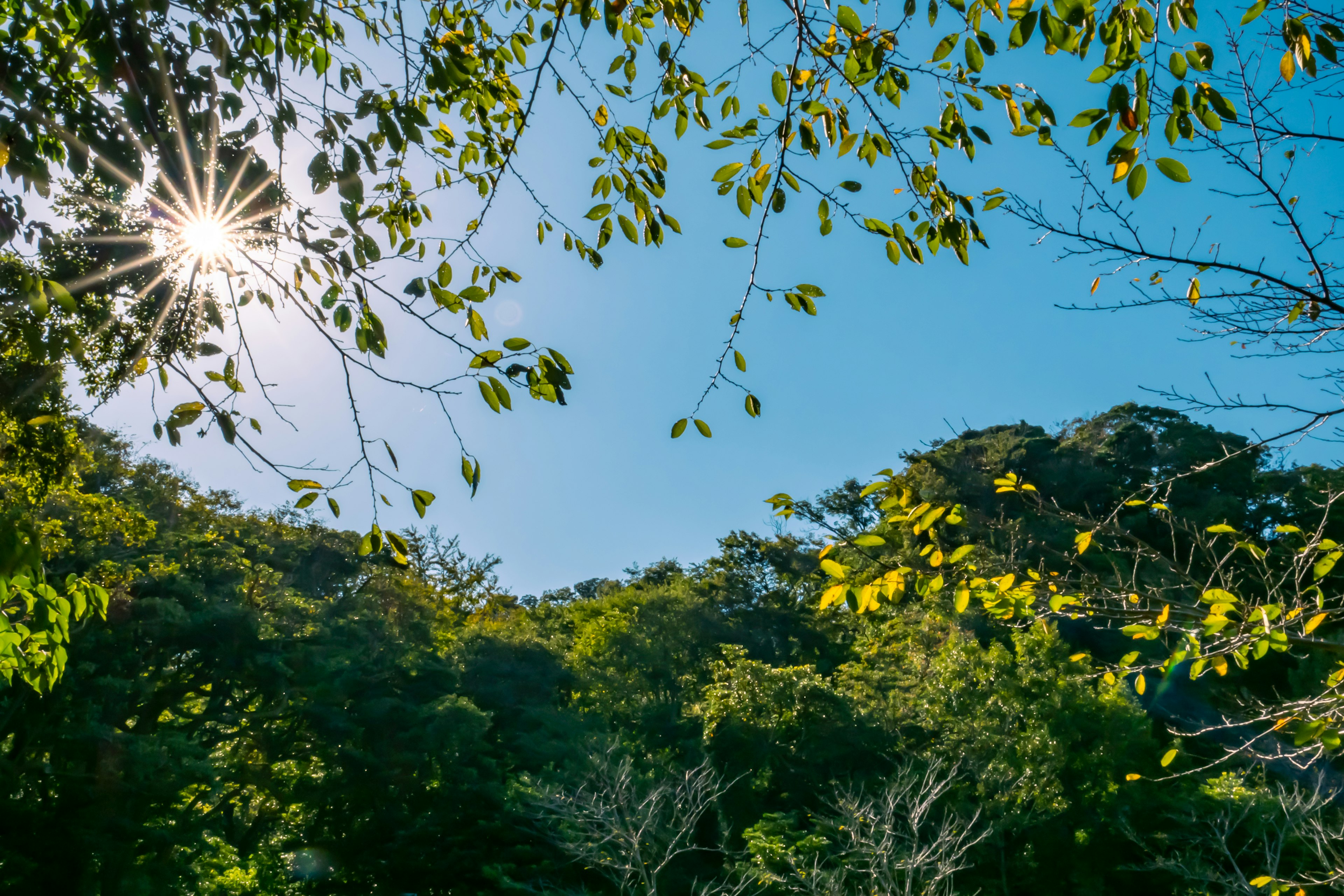 Soleil brillant à travers le feuillage vert sous un ciel bleu clair