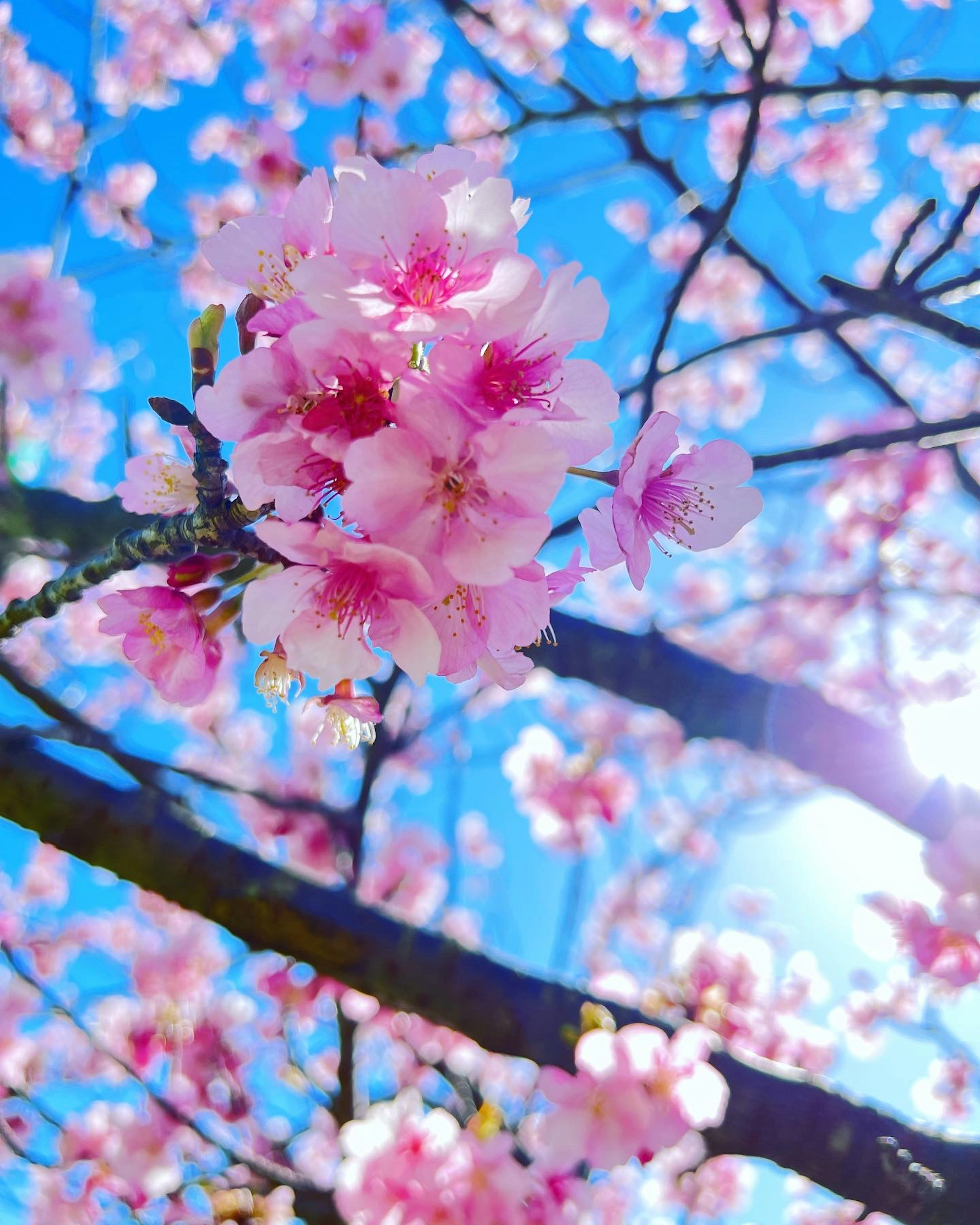 Bunga sakura mekar penuh di bawah langit biru