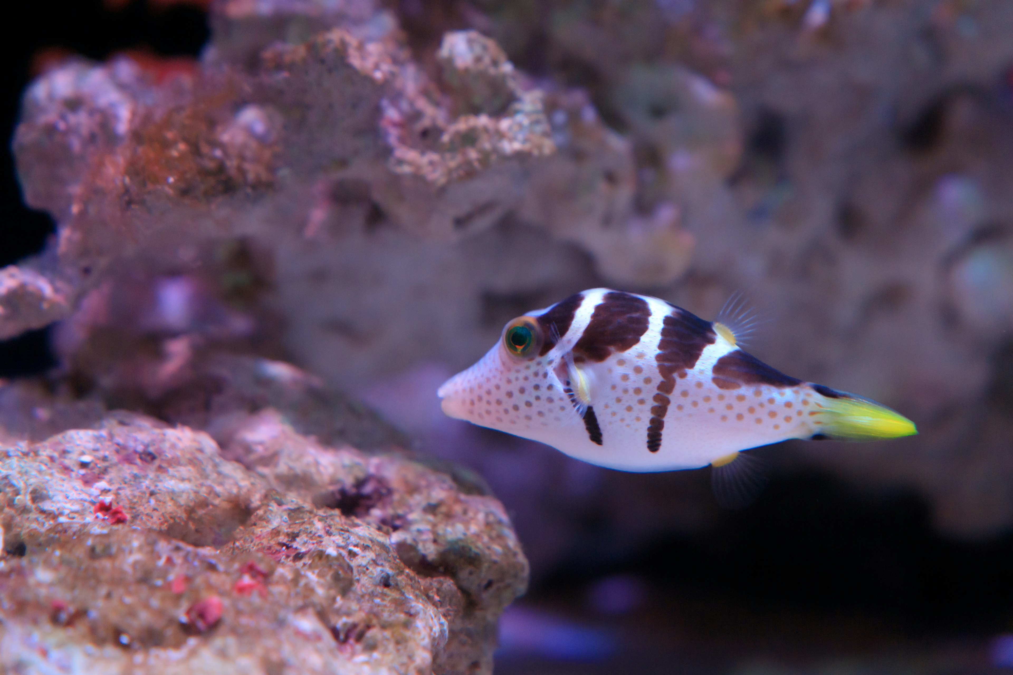 Petit poisson avec des motifs noirs et blancs nageant parmi les coraux