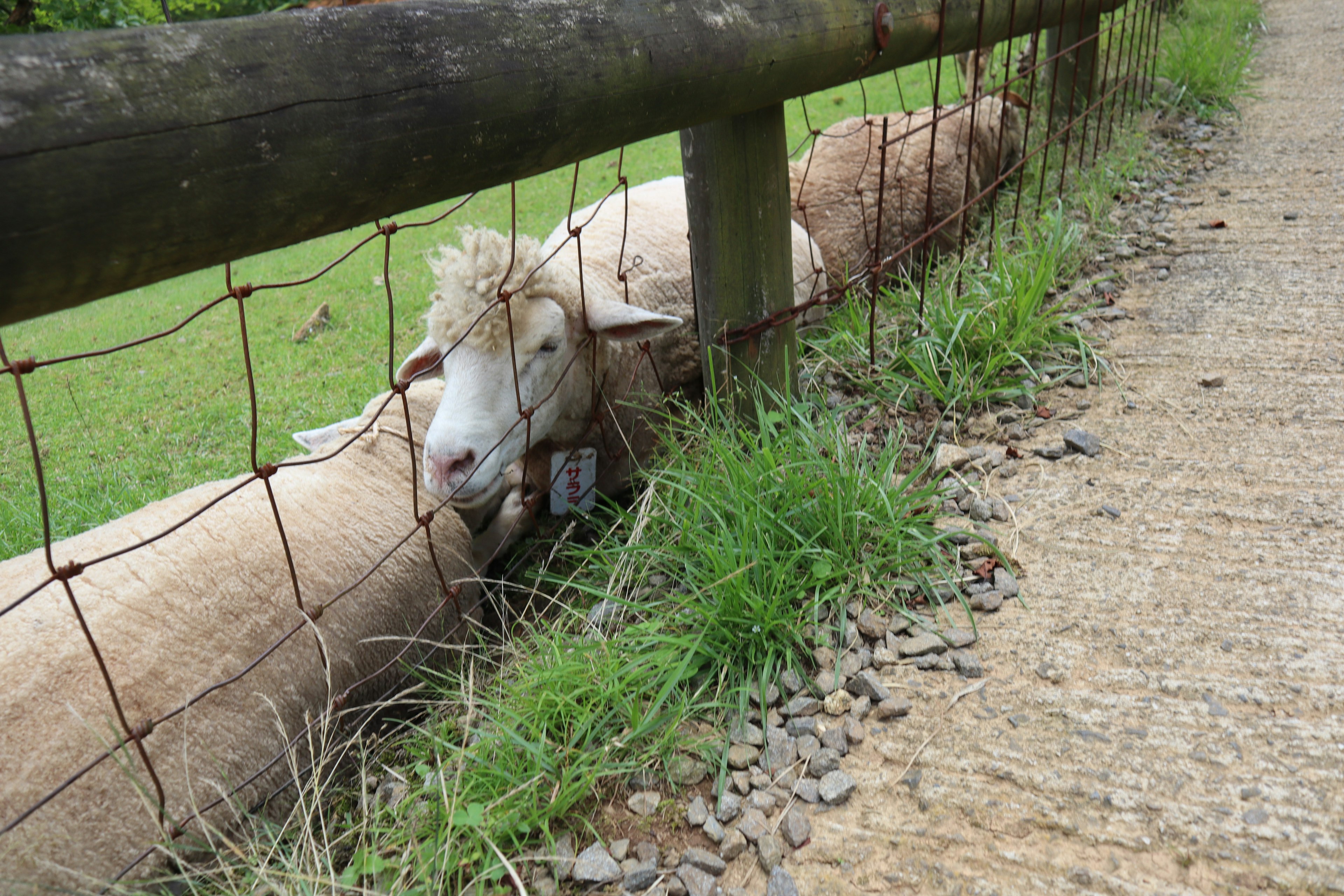 Moutons broutant près d'une clôture en bois avec de l'herbe