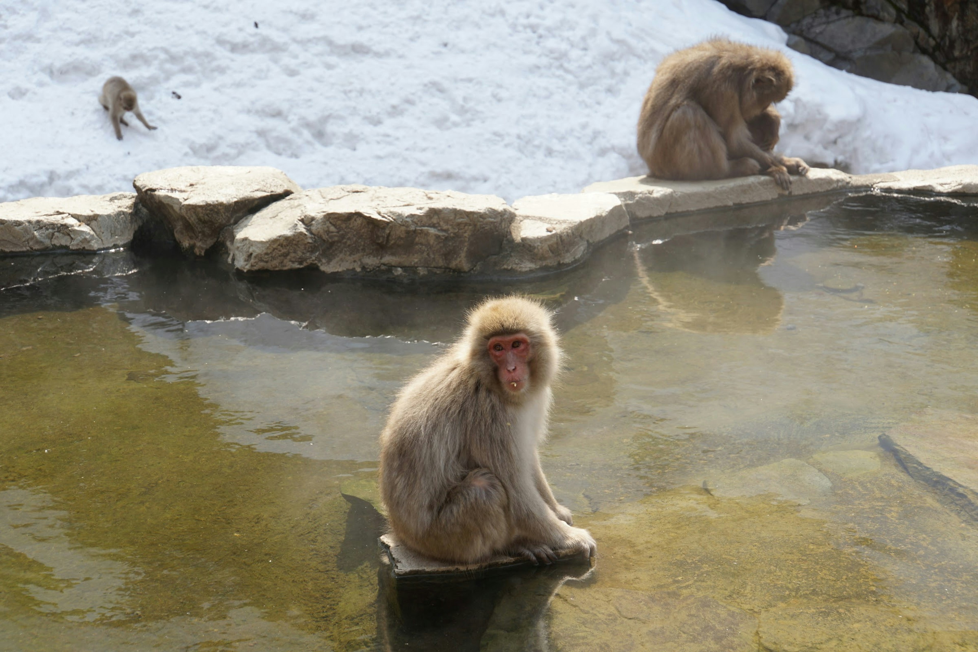 Singes se relaxant dans une source chaude entourée de neige