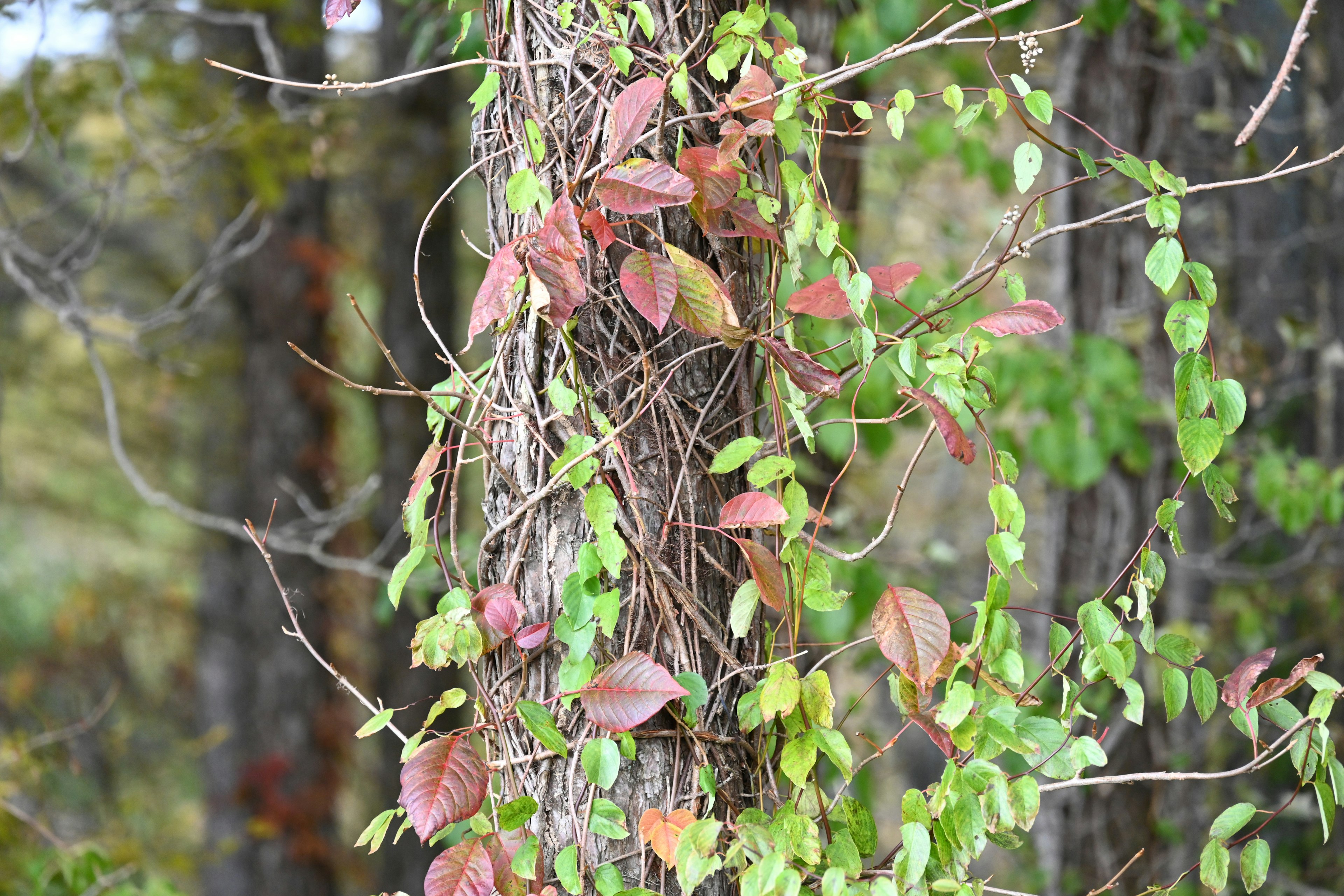 Plante grimpante avec des feuilles vertes et rouges sur un arbre