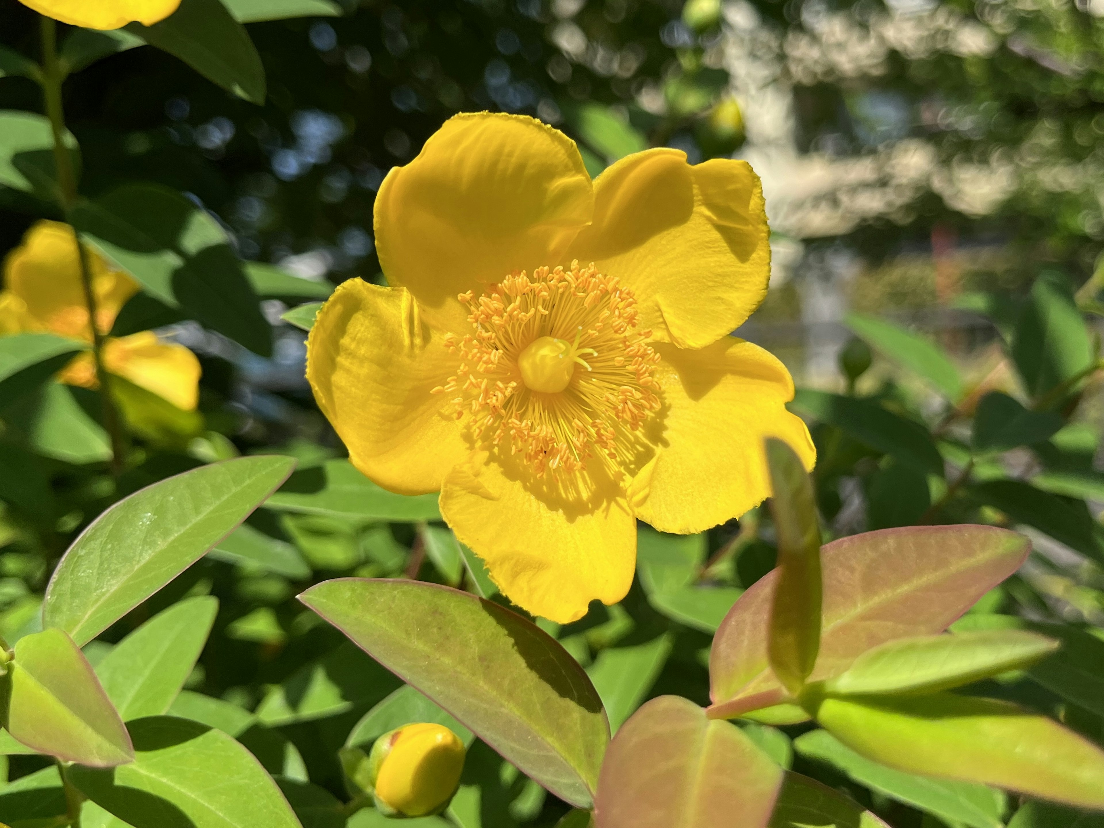 鮮やかな黄色の花が緑の葉の中で咲いている