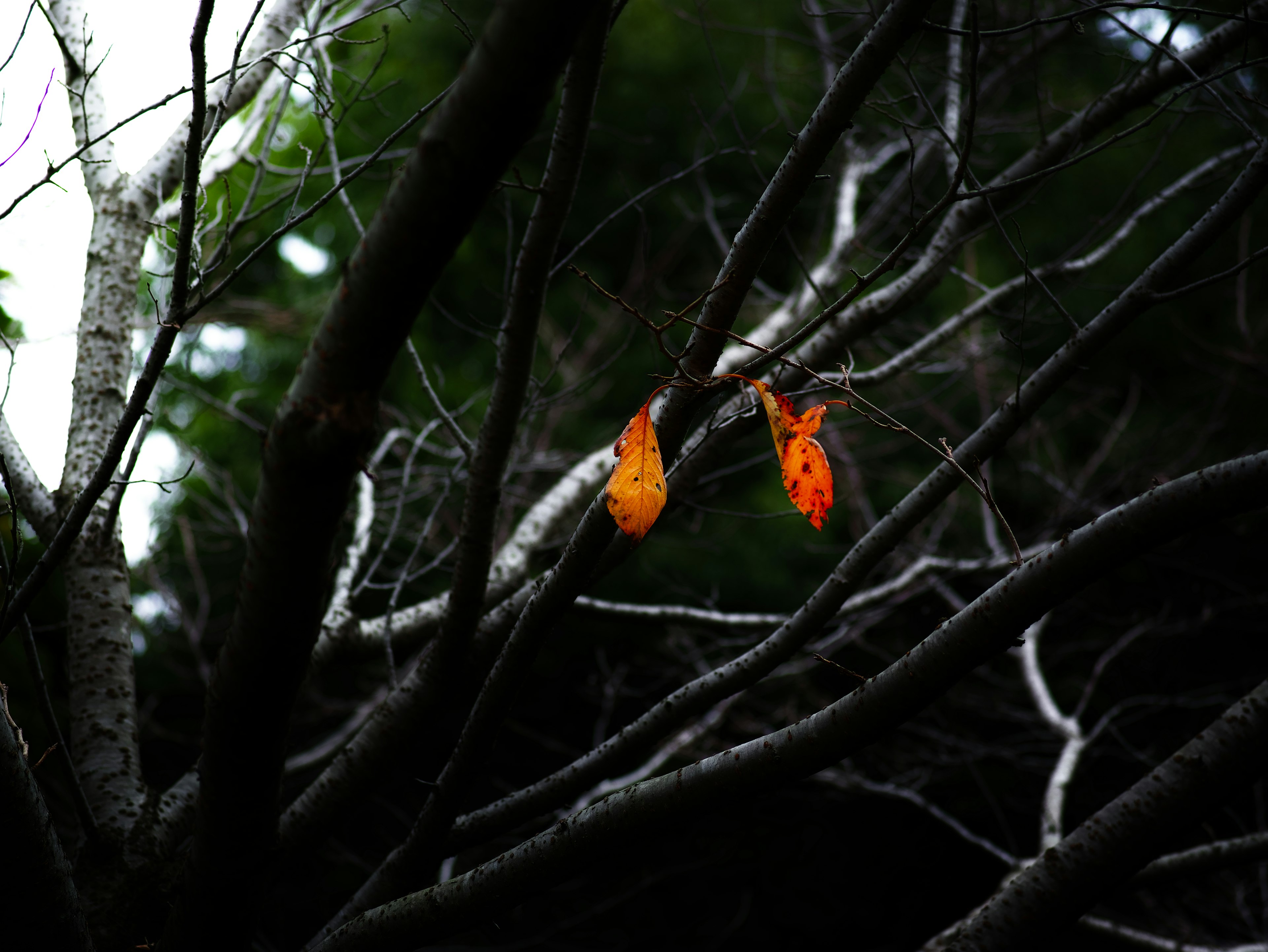 A branch with two orange leaves against a dark background