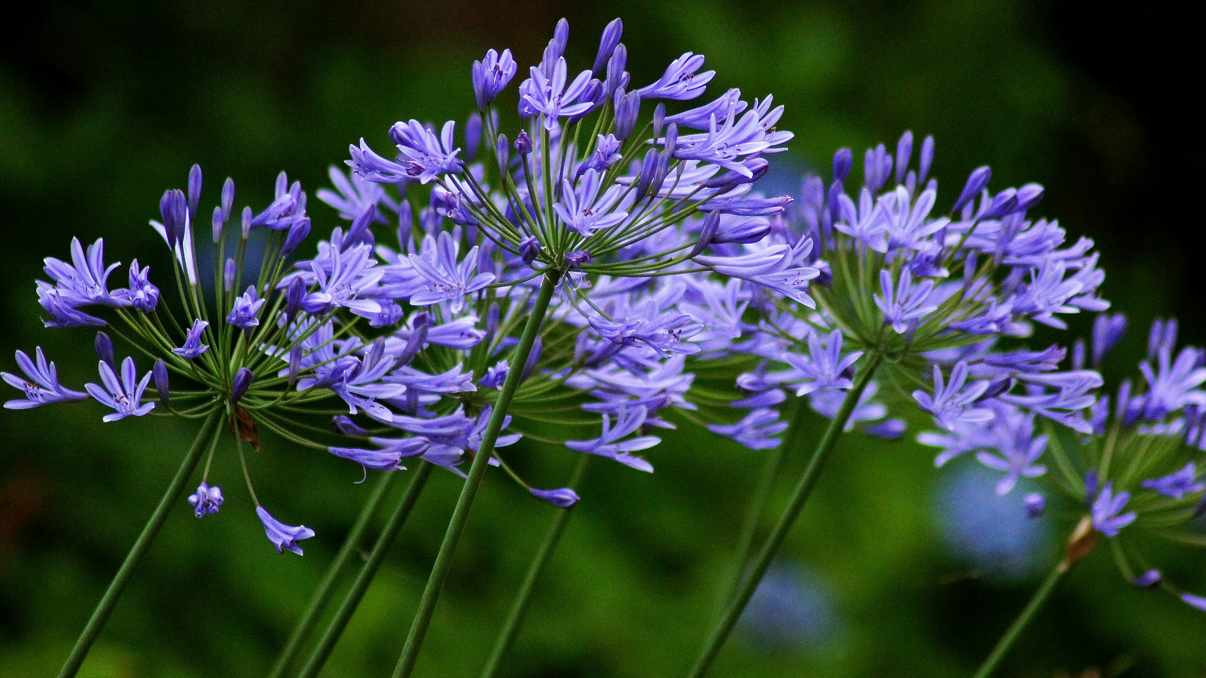 Massa di fiori viola con steli sottili