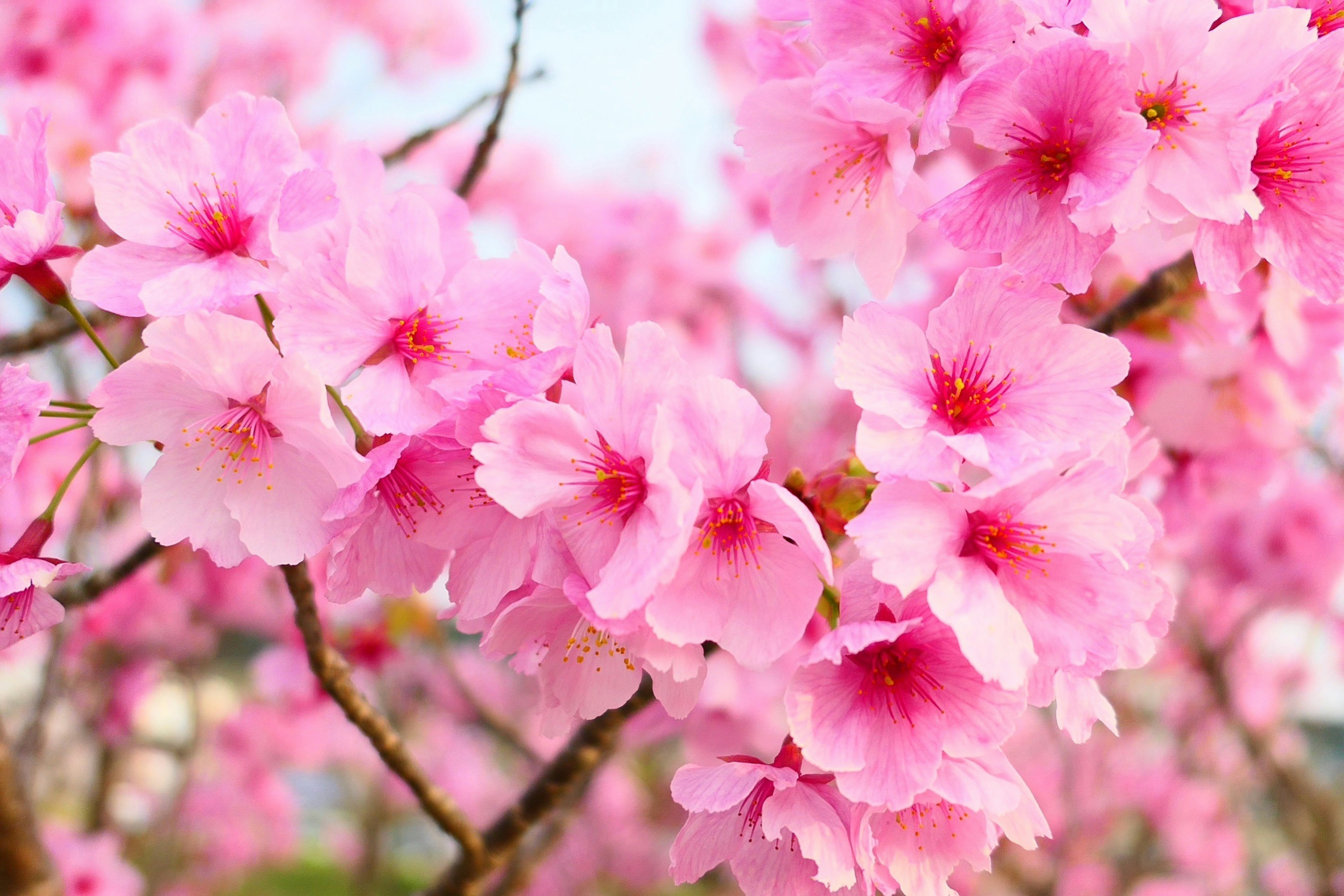 Kedekatan bunga sakura di cabang