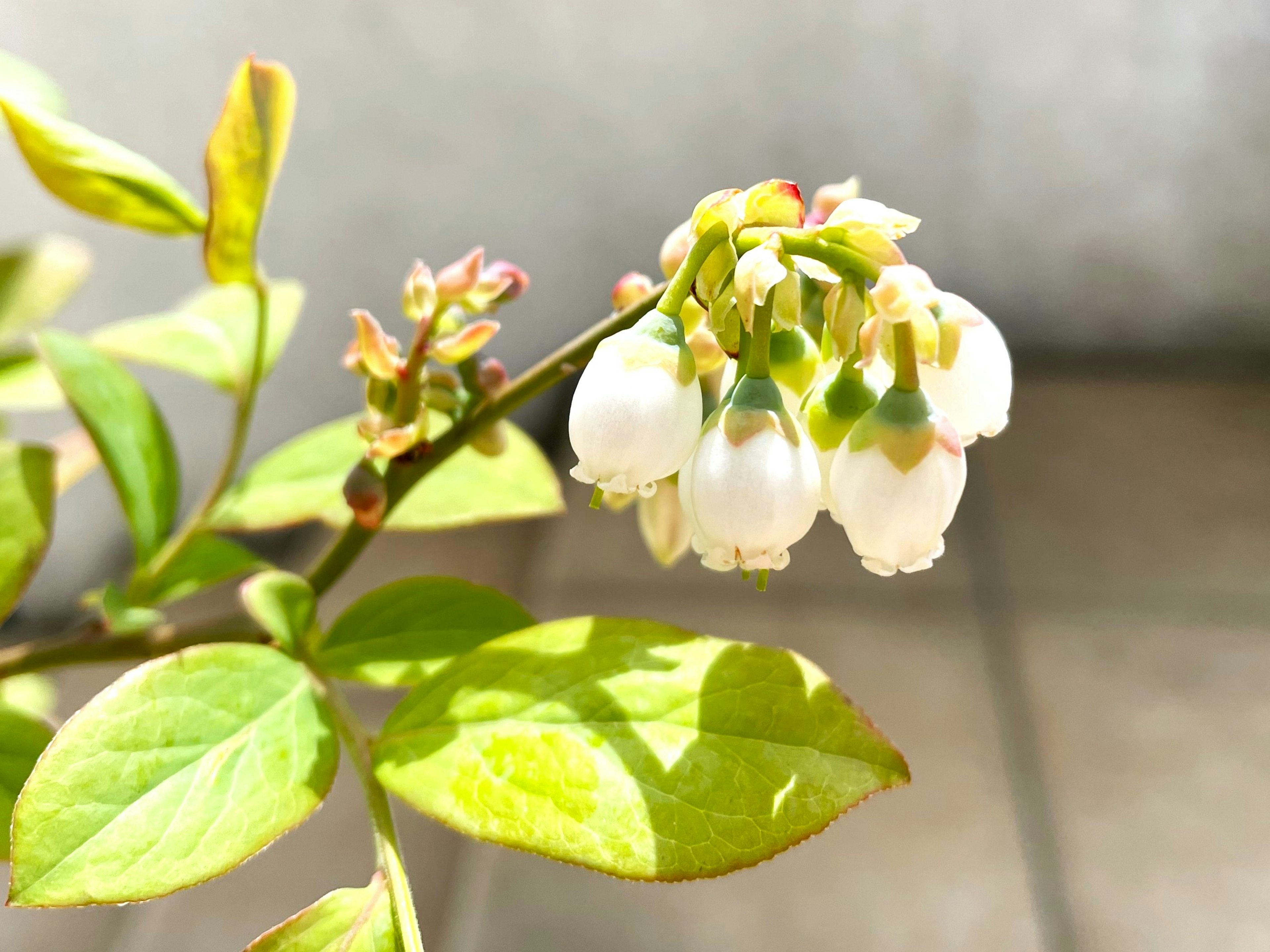 Nahaufnahme einer Heidelbeerpflanze mit weißen Blüten