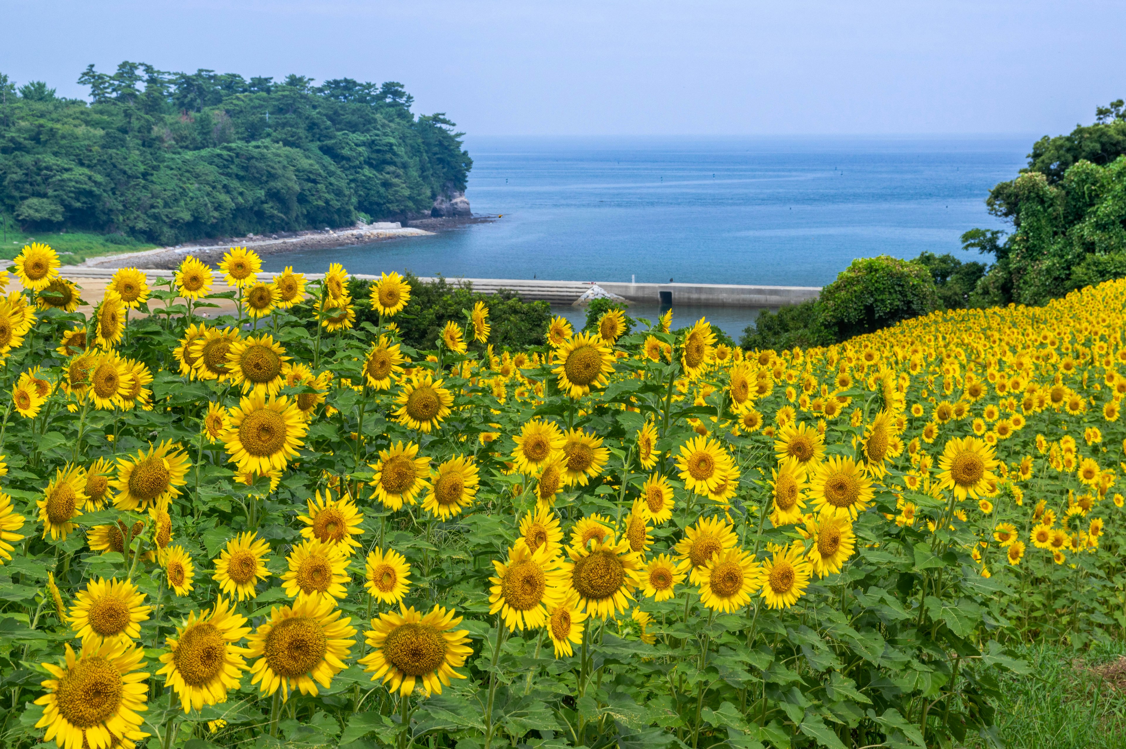 활기찬 노란 해바라기 밭과 잔잔한 파란 바다