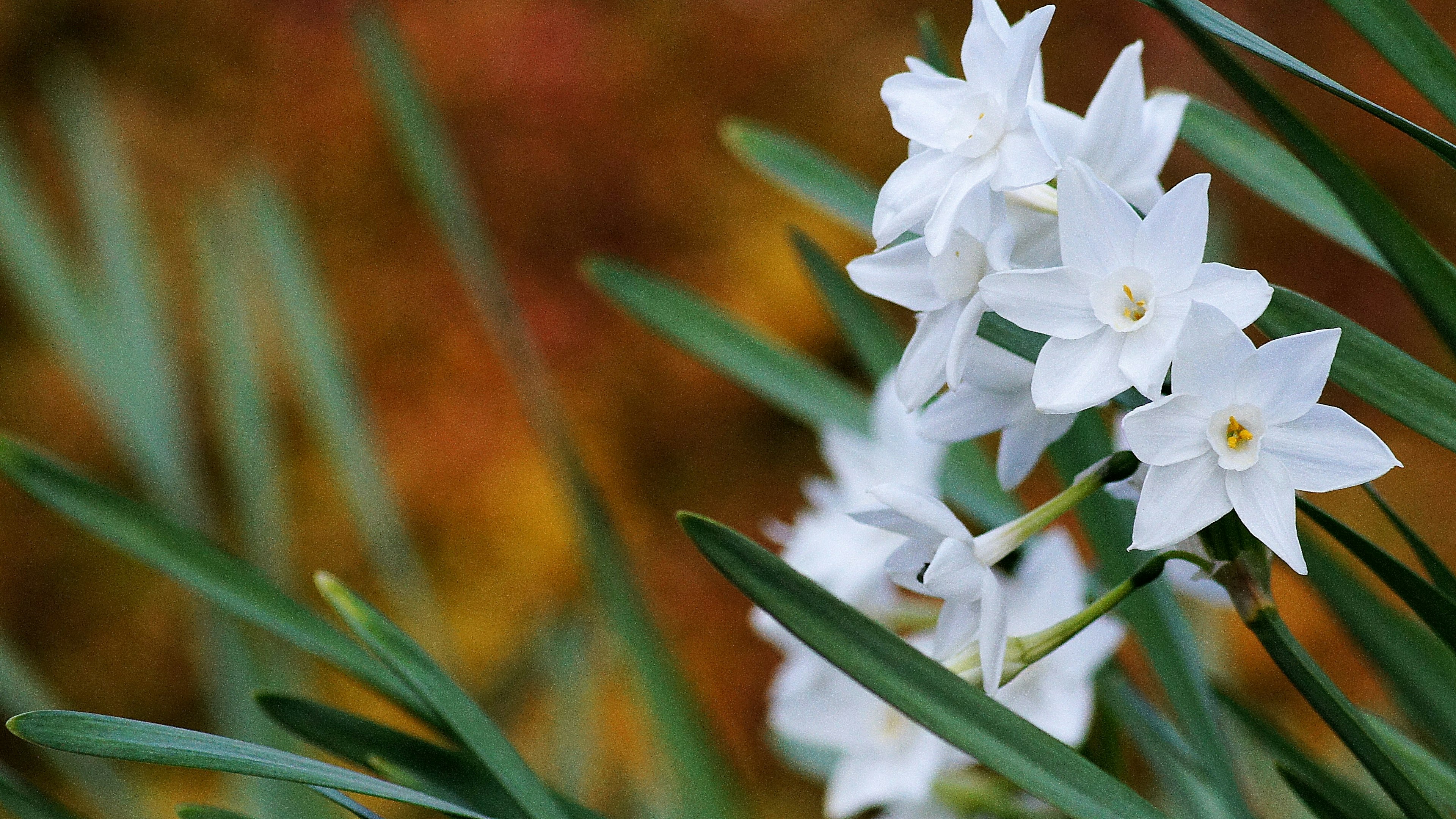 白い花と緑の葉が特徴的な植物のクローズアップ