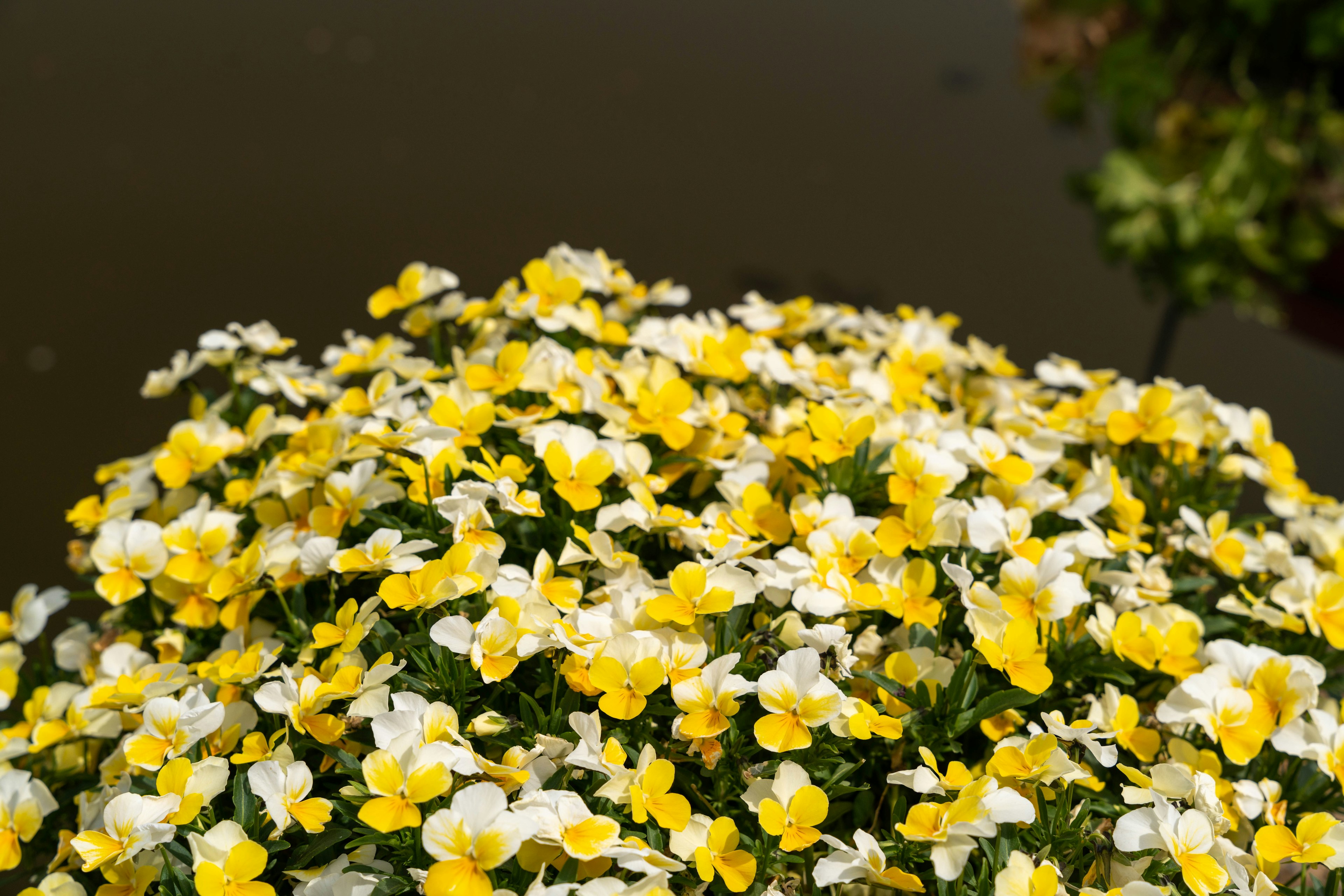 Primer plano de una planta con flores amarillas y blancas