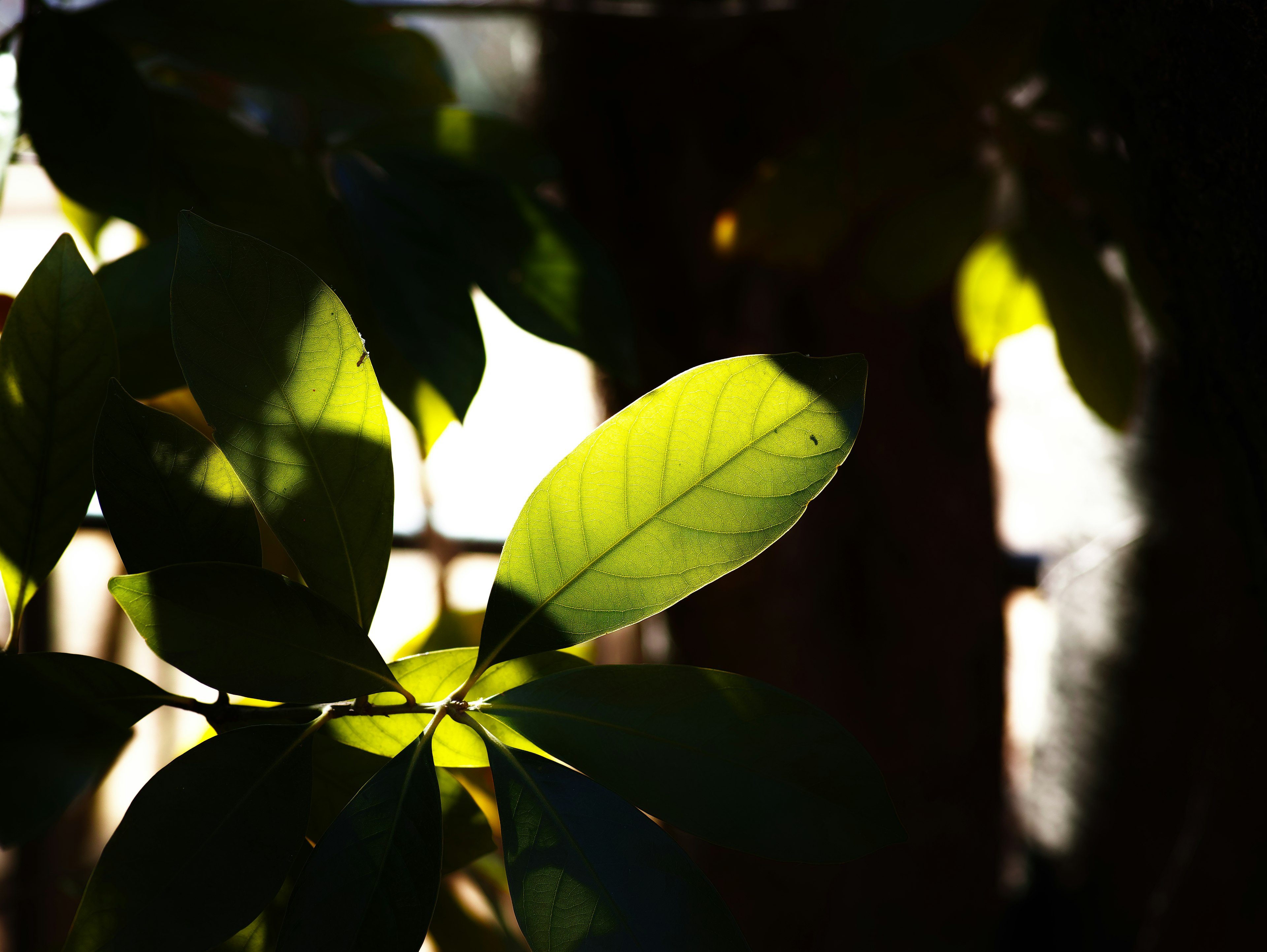 Hojas verdes brillantes iluminadas contra un fondo oscuro