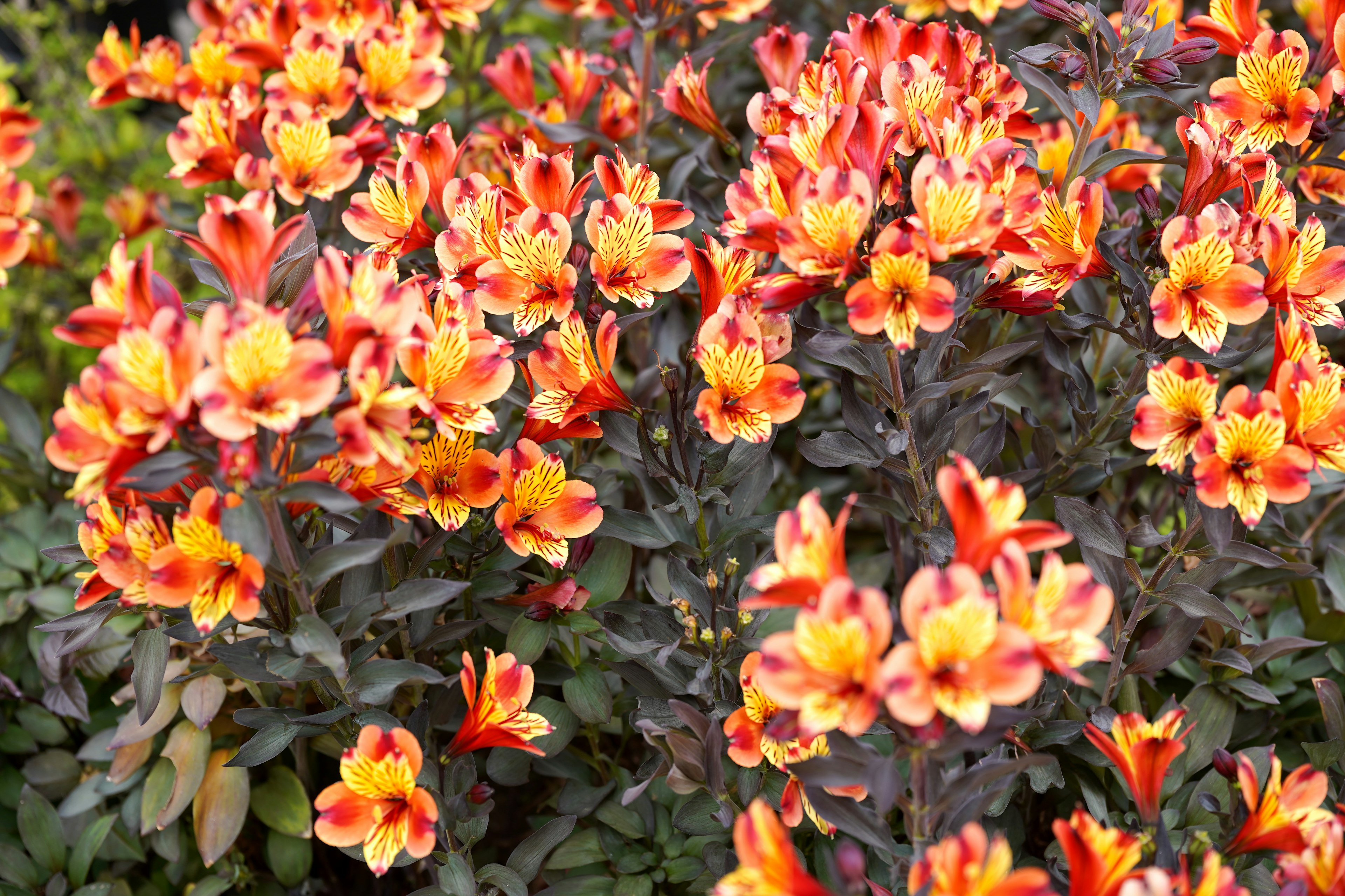 Grupo de flores vibrantes naranjas y amarillas