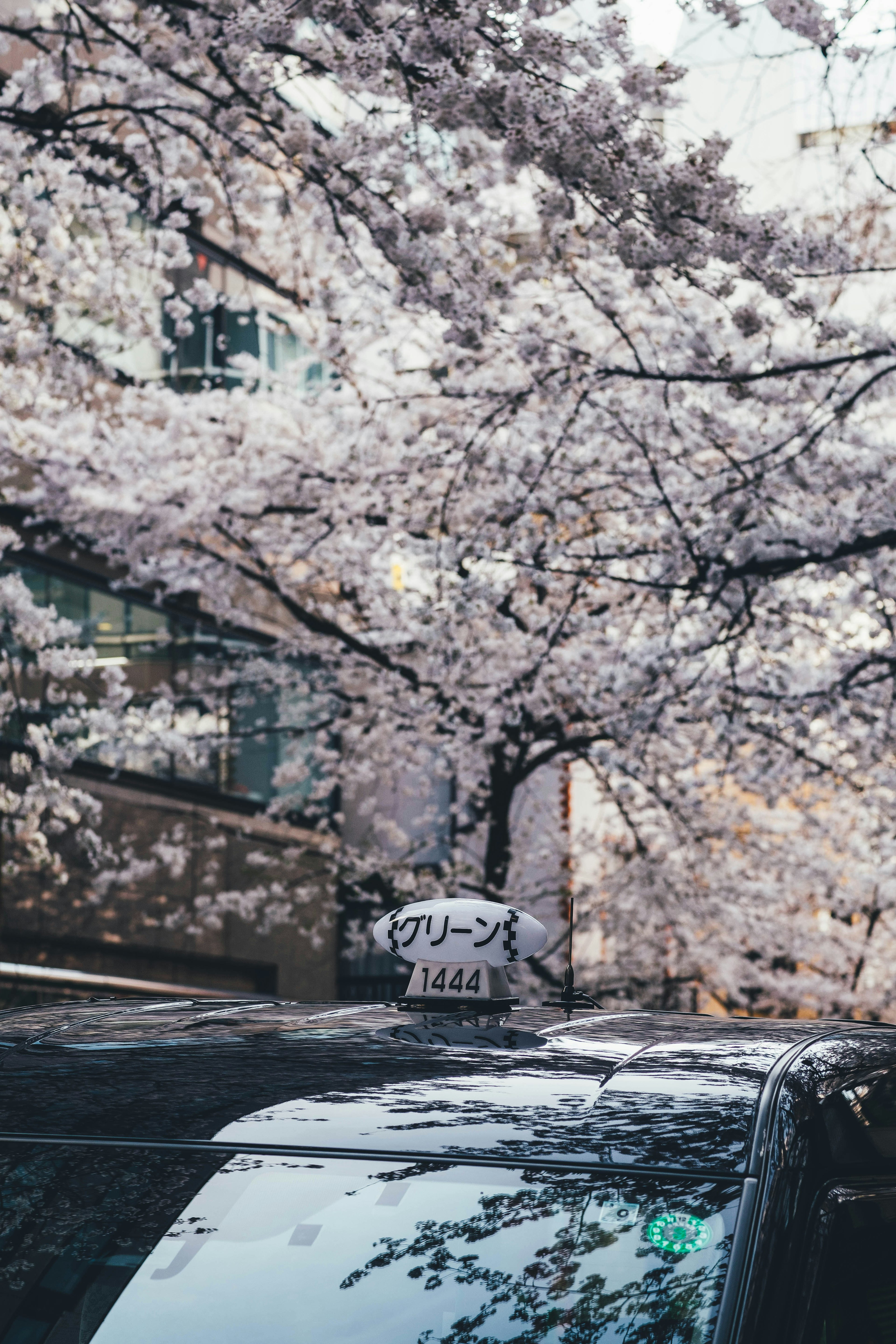 桜の花が満開の木とタクシーの屋根の写真