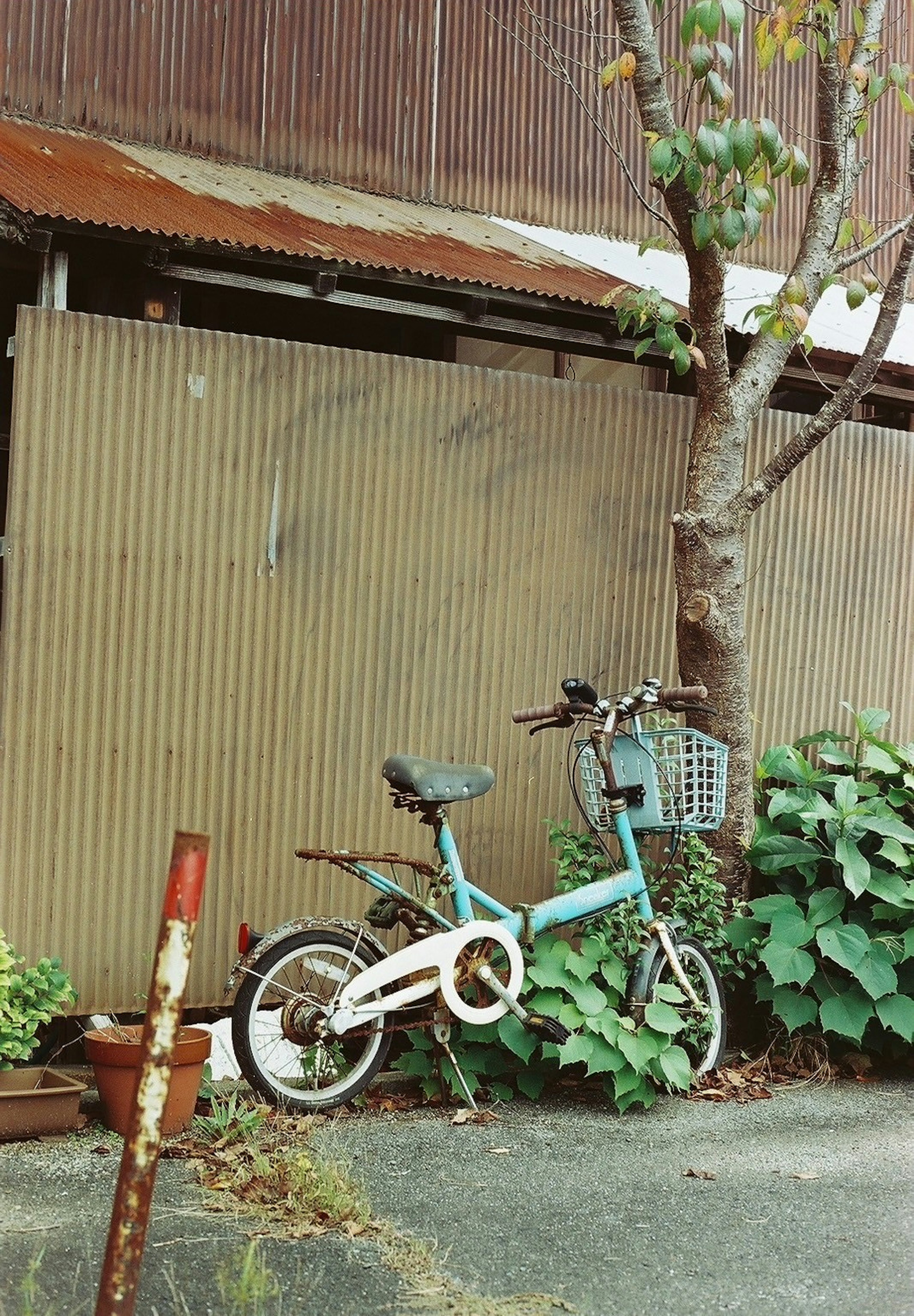 Blue bicycle parked beside a tree with green foliage