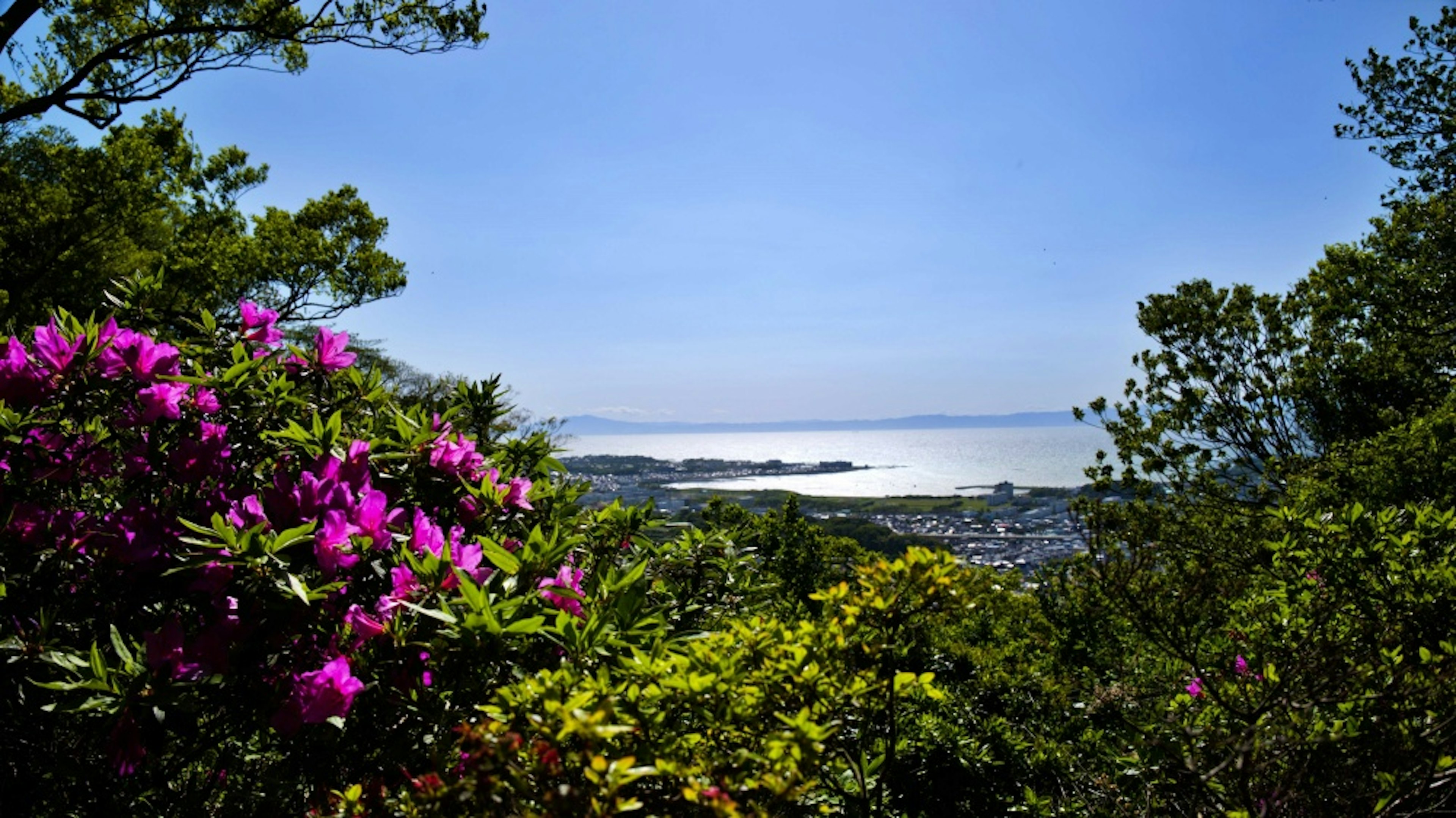 Scenic view of colorful azalea flowers against a backdrop of blue sky and sea