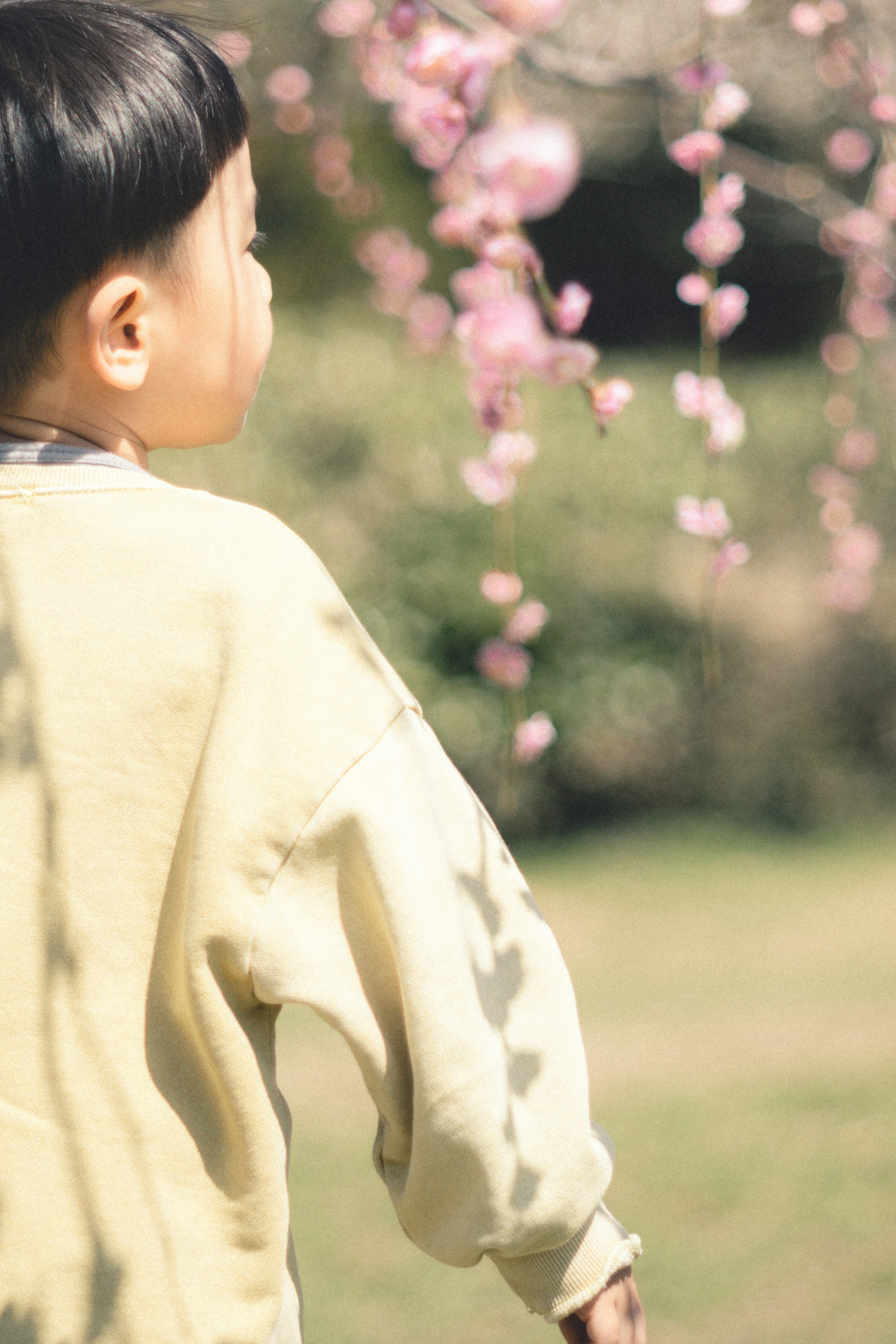 A child standing near cherry blossoms from the back