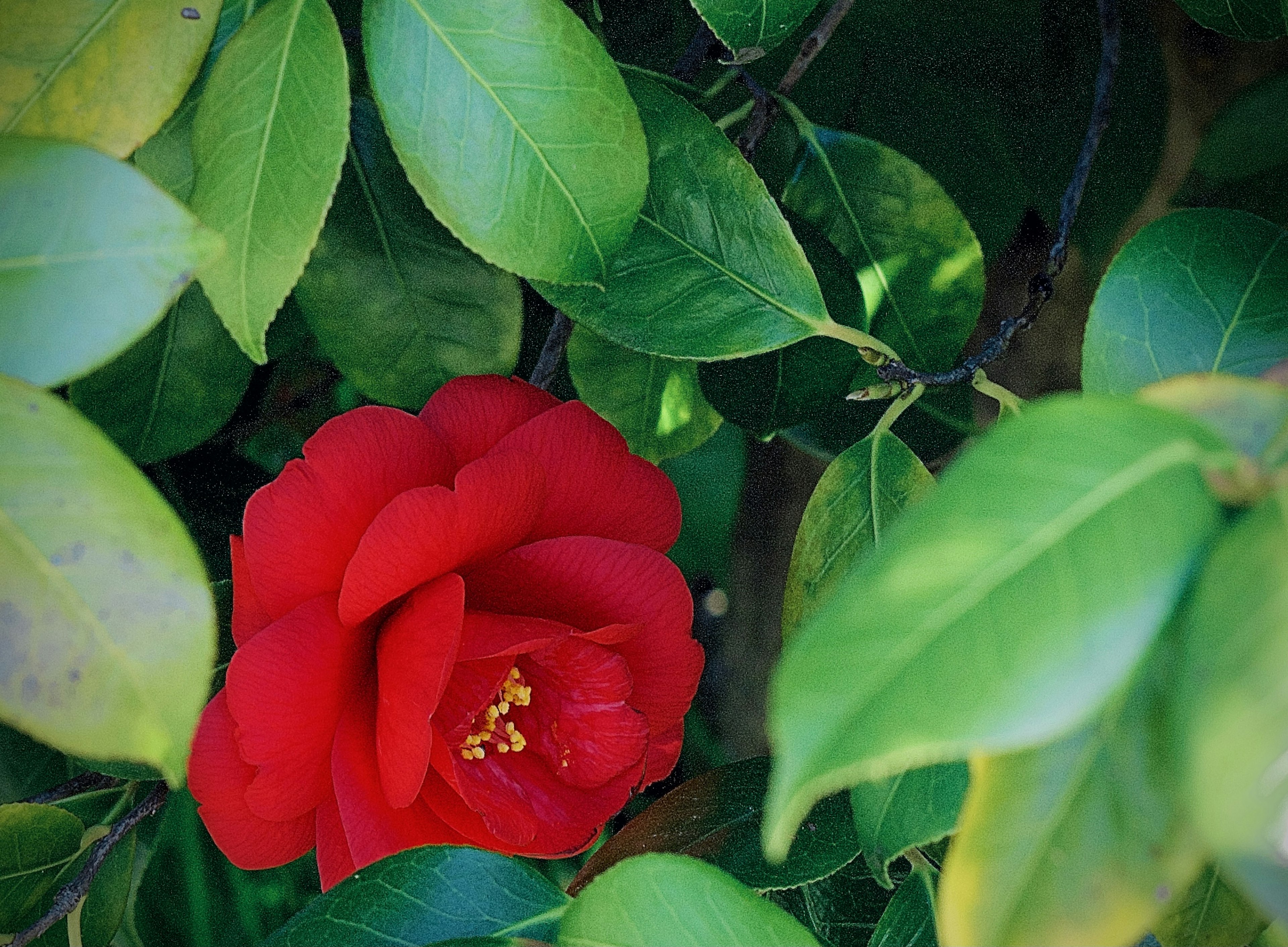 Red camellia flower surrounded by green leaves