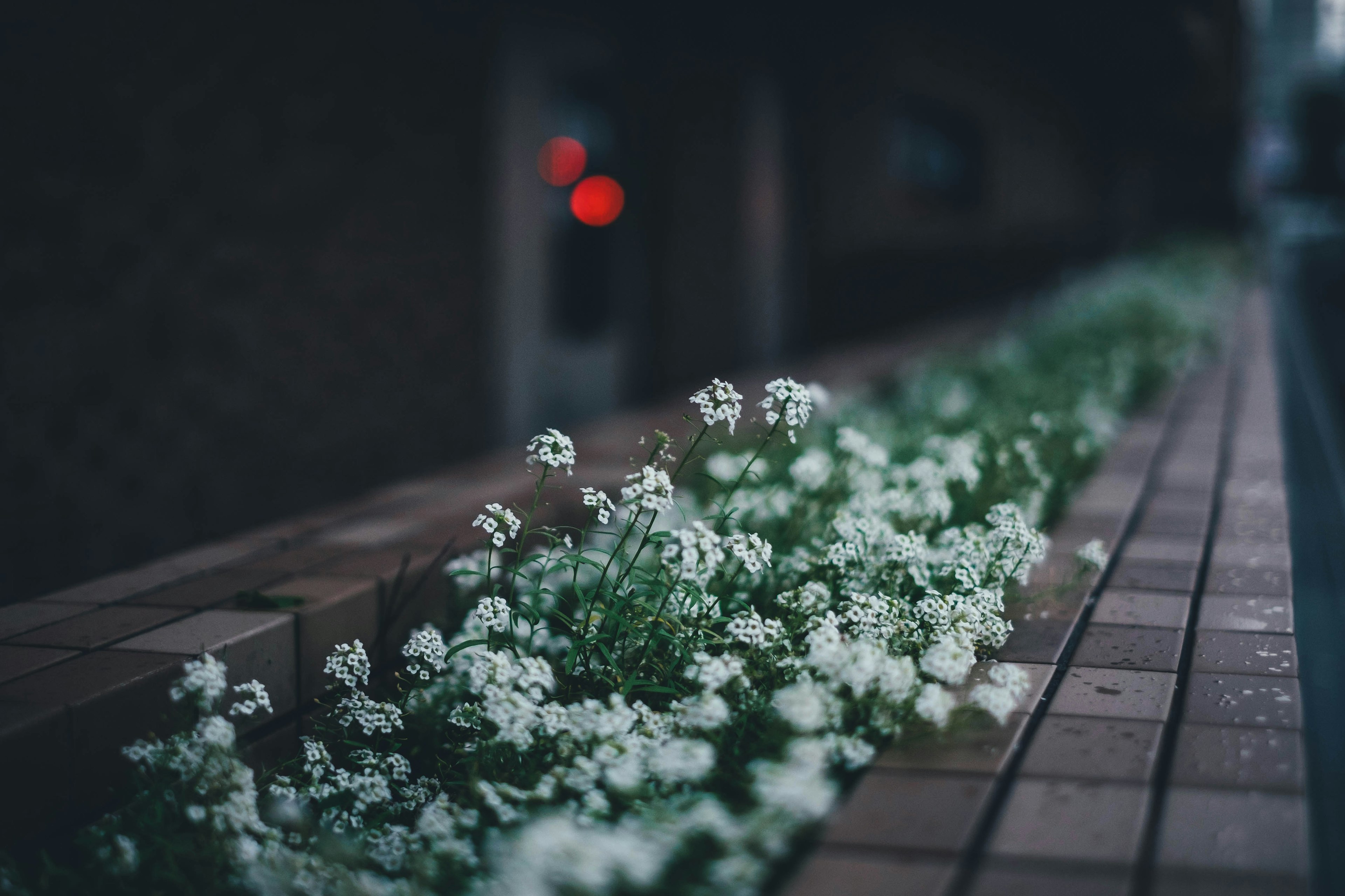 Blumenbeet mit weißen Blumen vor dunklem Hintergrund