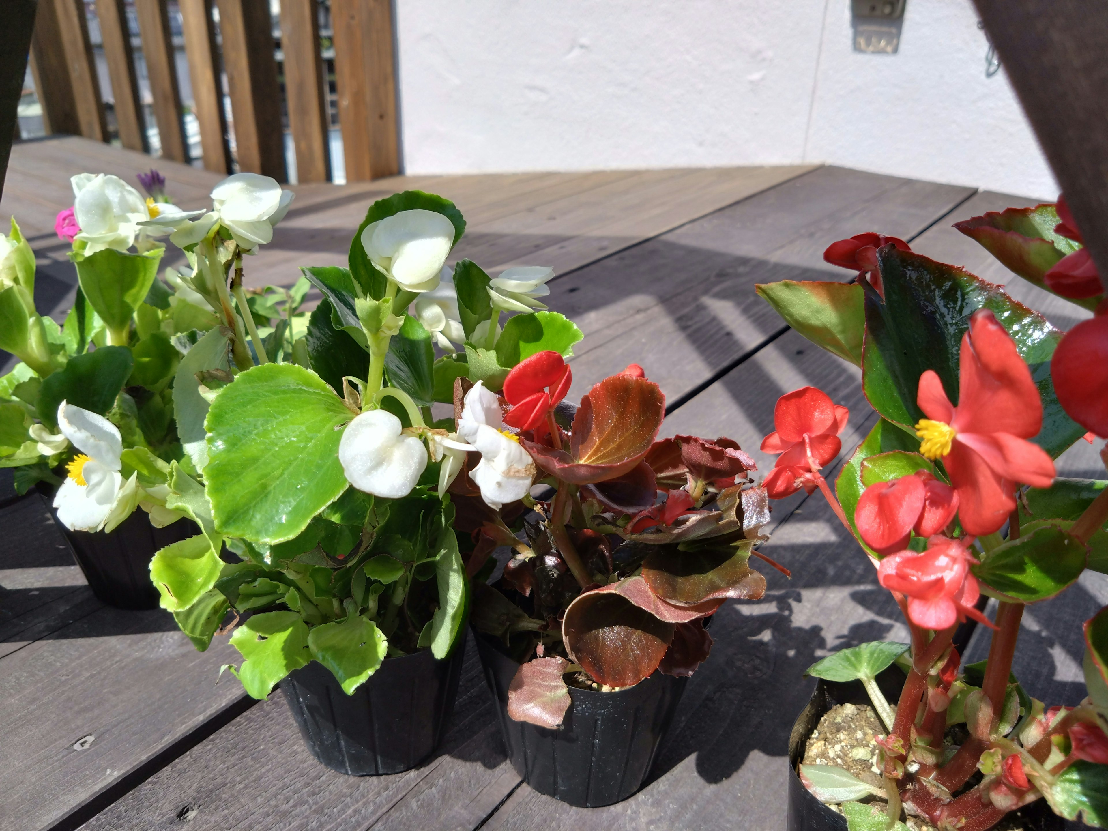 Plantes en pot de bégonia de différentes couleurs sur une table