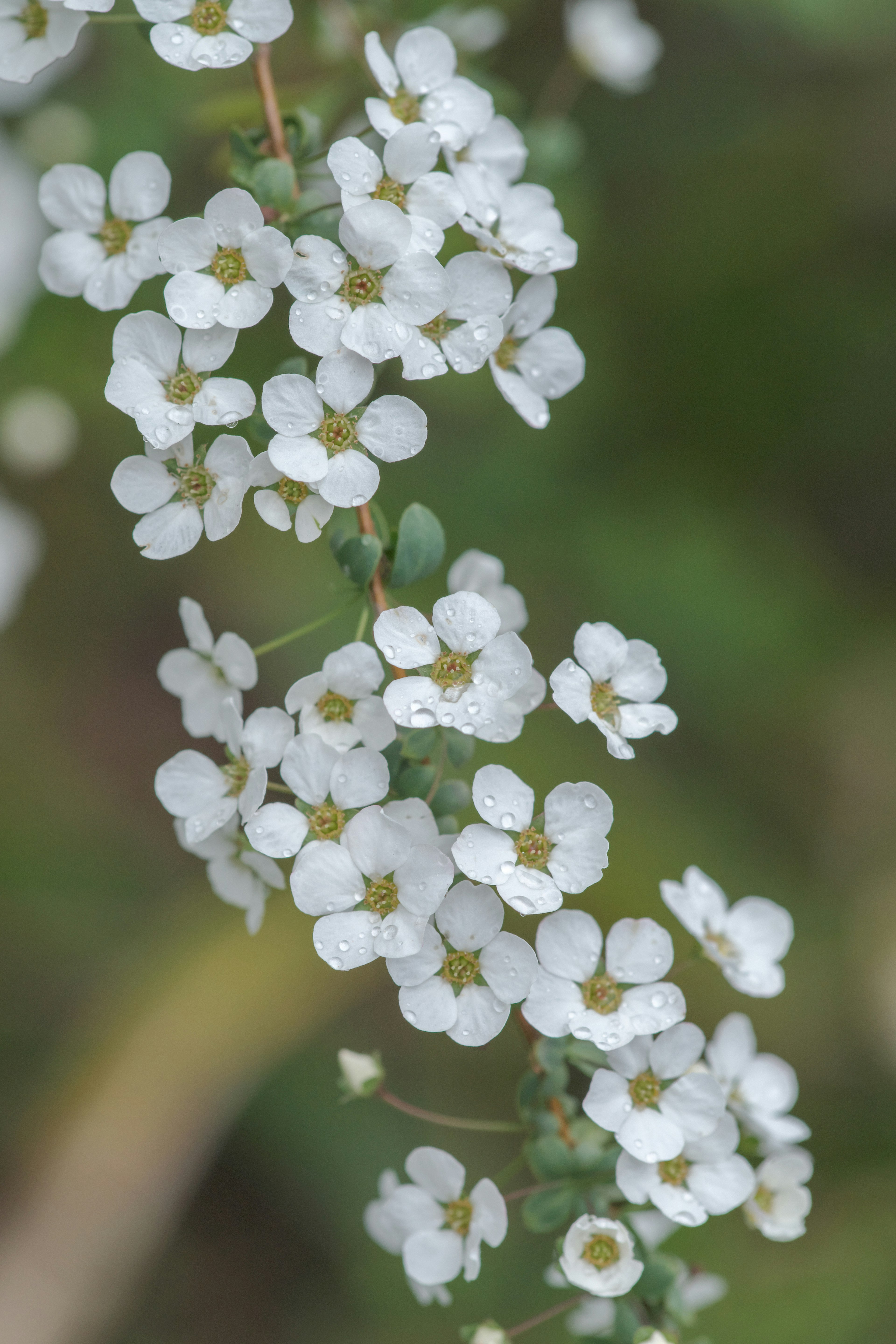 Primer plano de una rama con pequeñas flores blancas