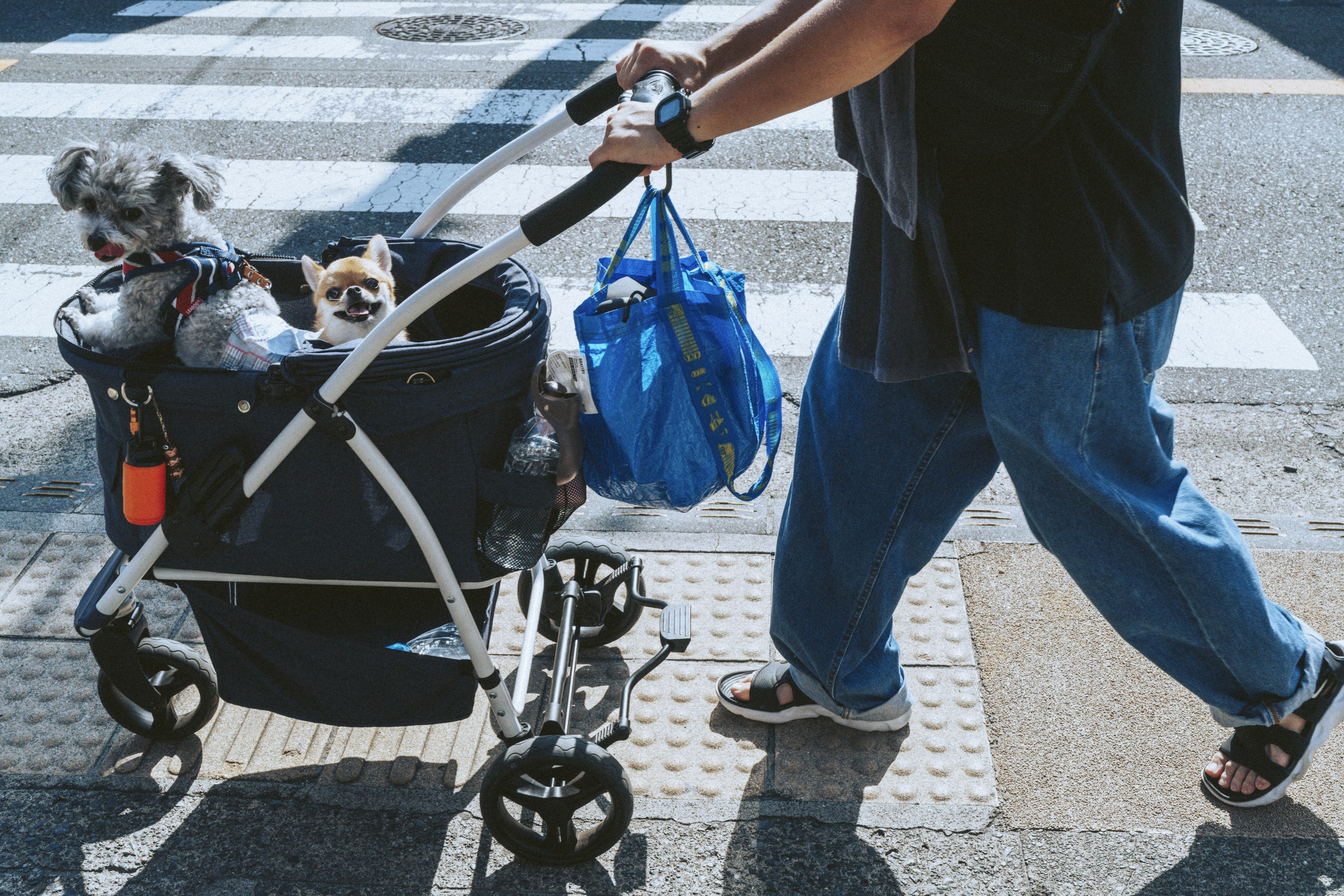 犬二匹がカートに乗っている飼い主が歩いている