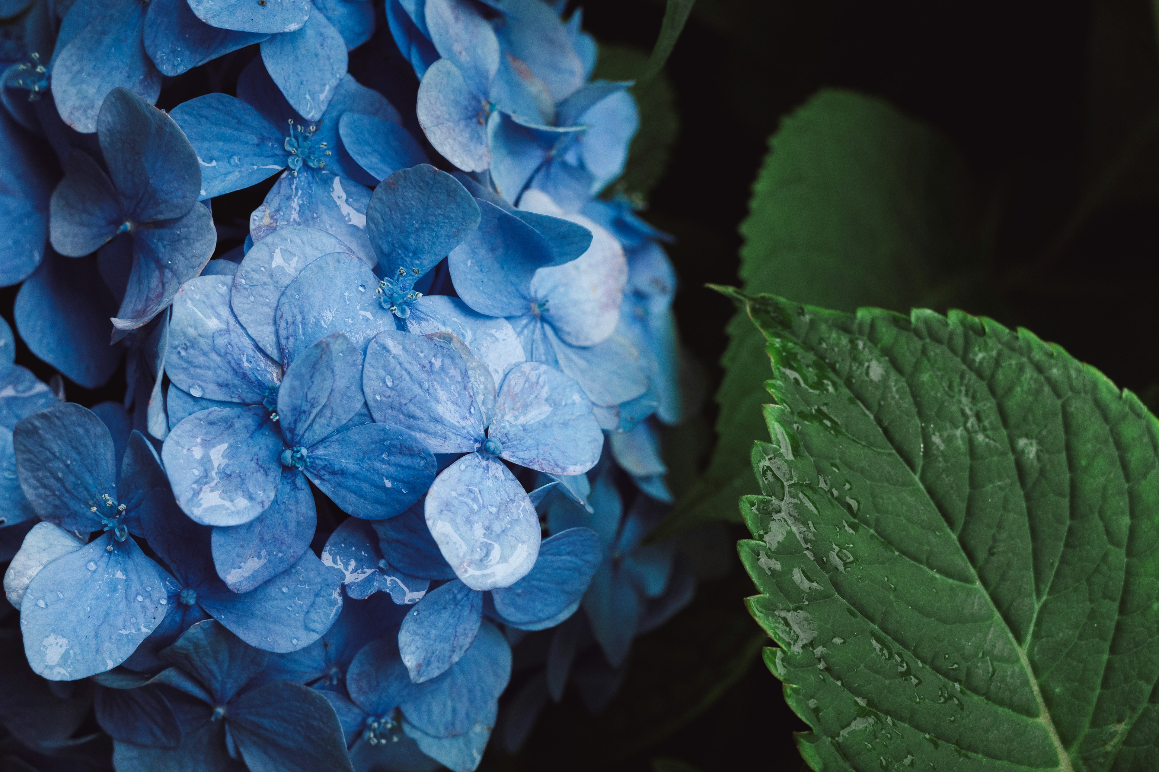 Primo piano di fiori di ortensia blu con foglie verdi