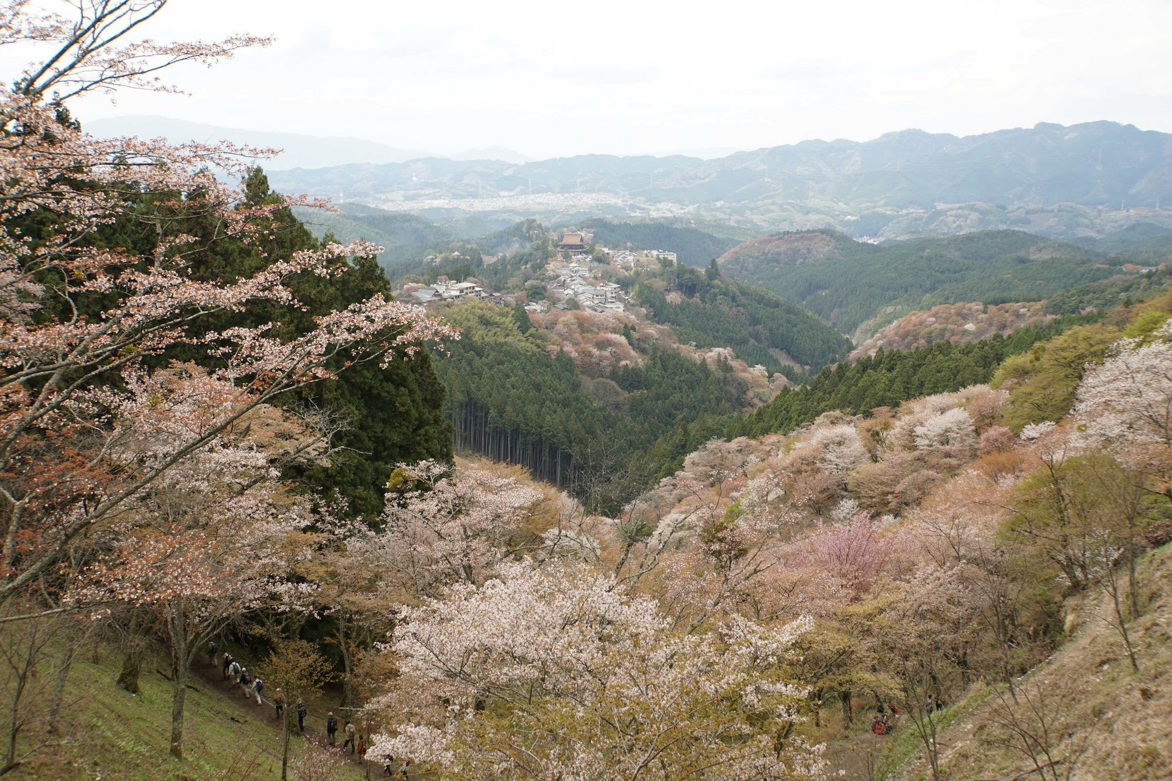 Pemandangan indah dengan bunga sakura dikelilingi pegunungan