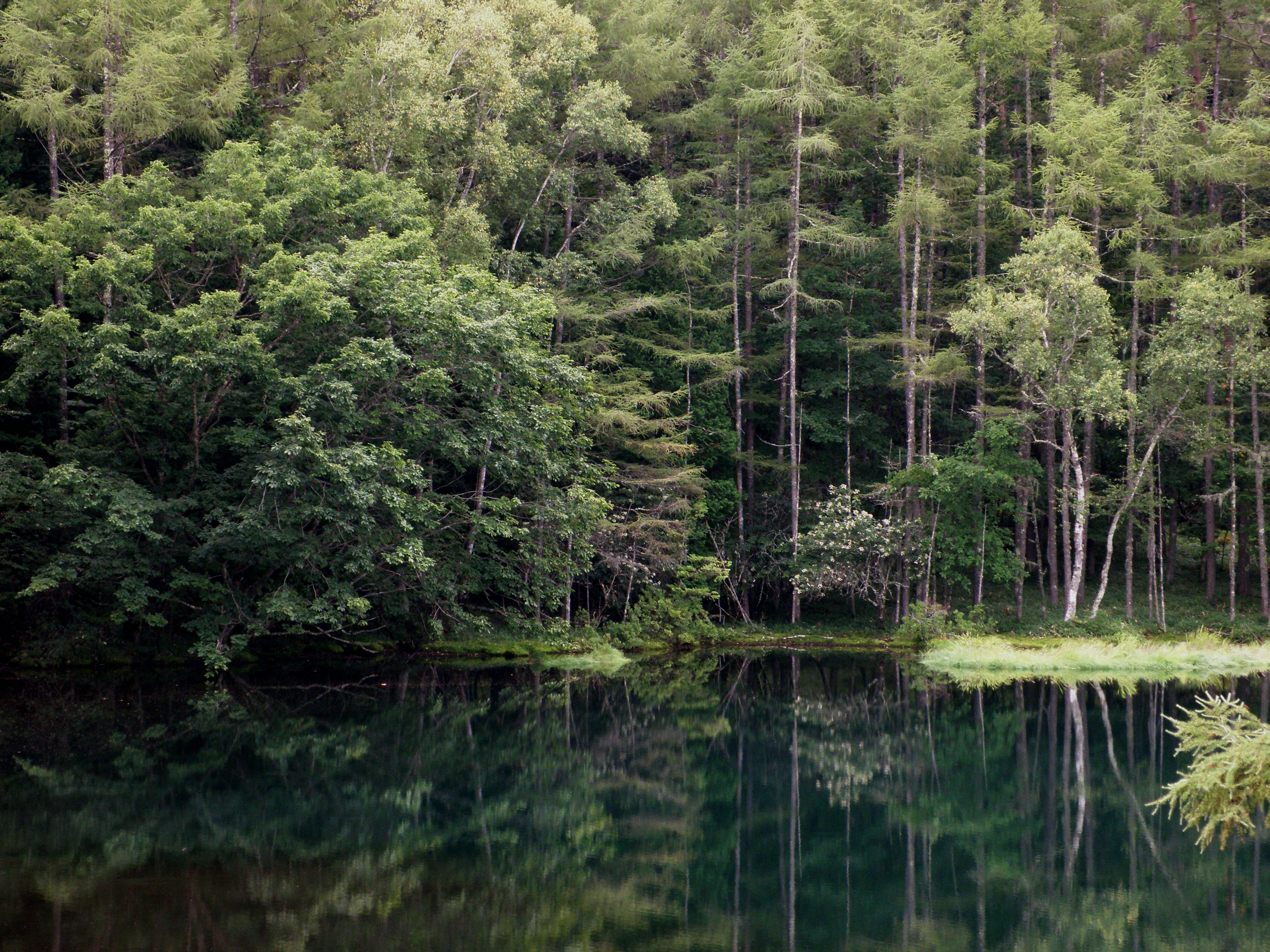 Paesaggio sereno con alberi rigogliosi che circondano un lago tranquillo