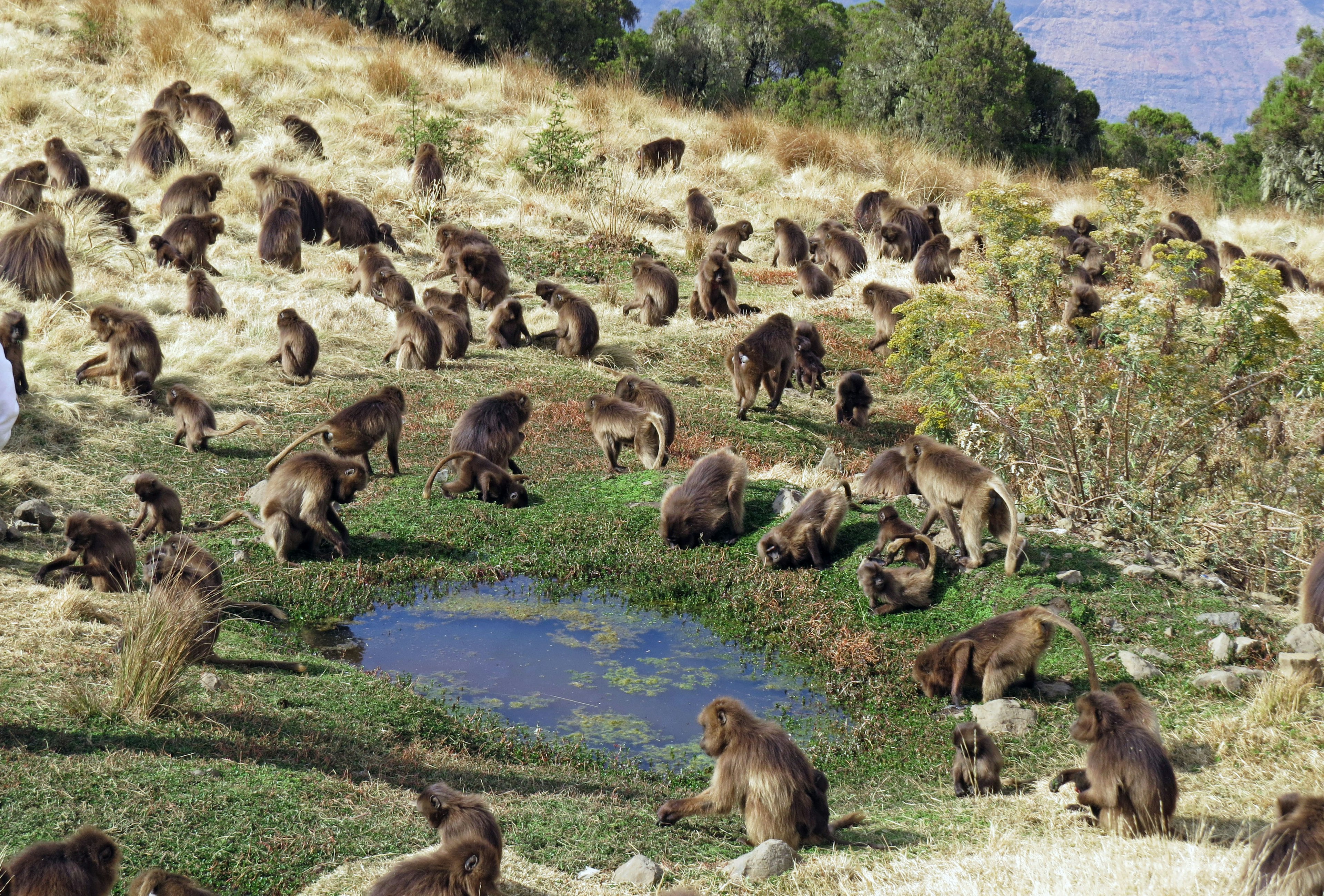 Un gran grupo de babuinos reunidos alrededor de un charco en un paisaje de hierba