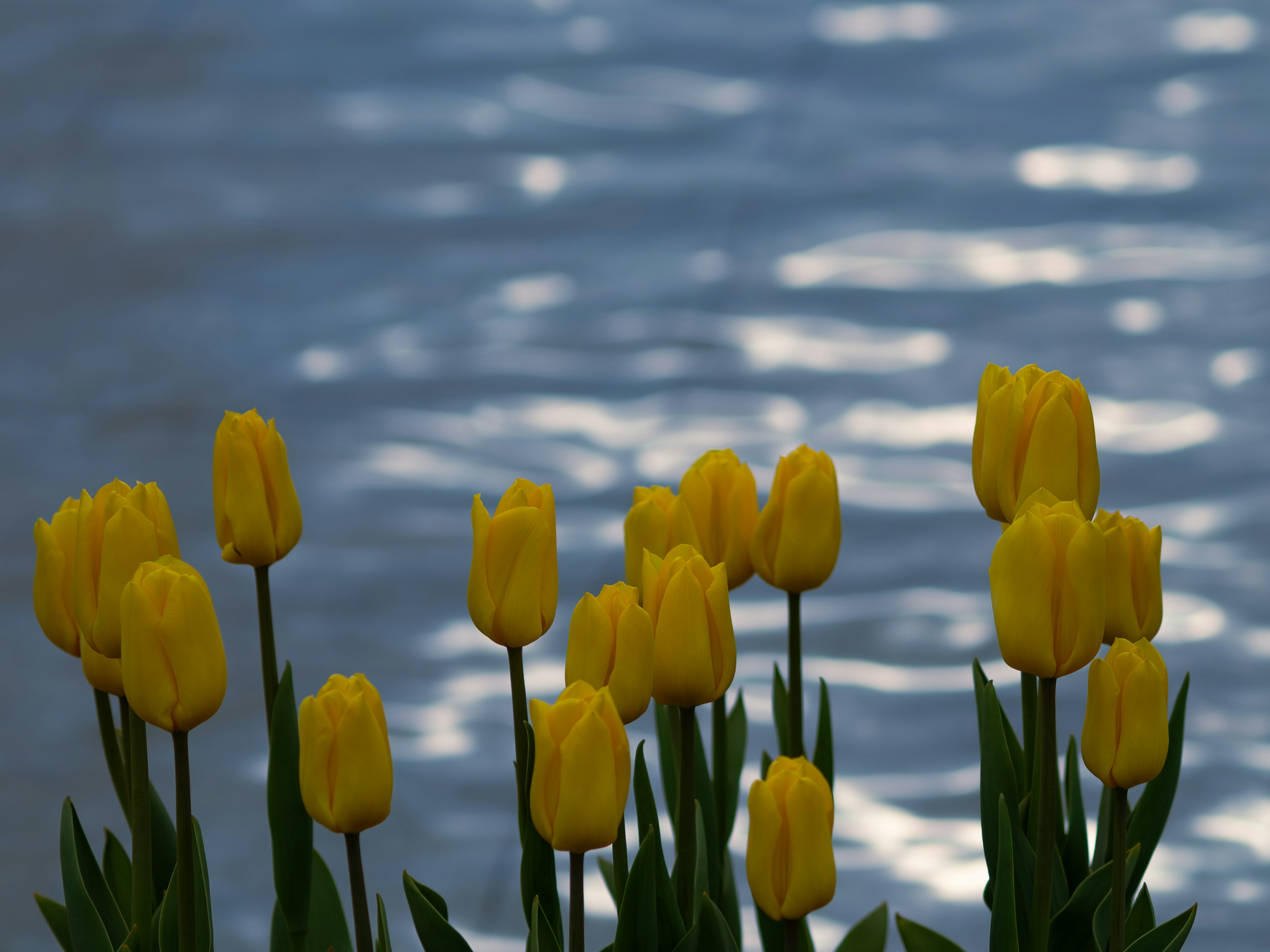 Un mazzo di tulipani gialli davanti a una superficie d'acqua scintillante