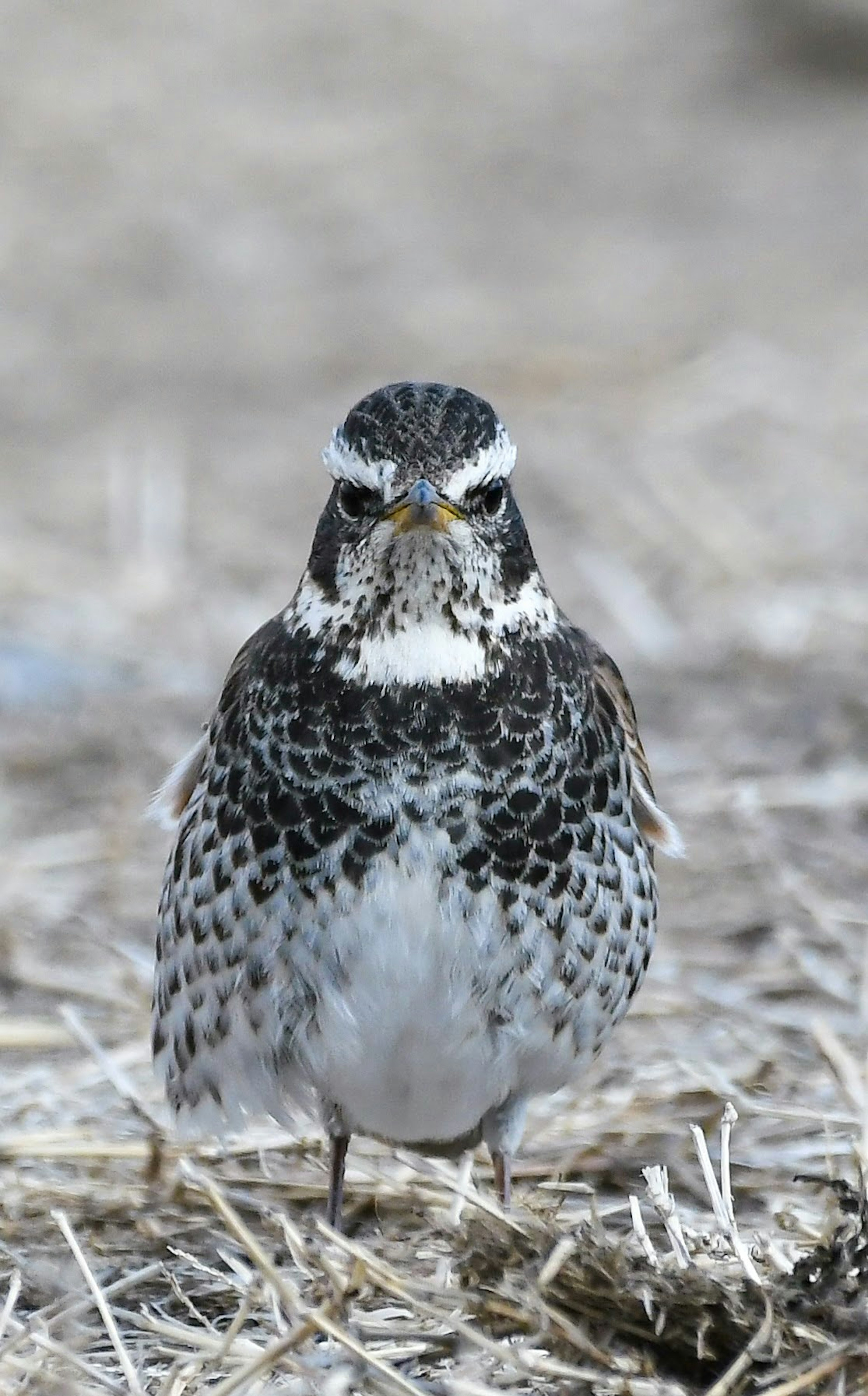 Vogel mit markanten Mustern auf dem Kopf mit grauen Federn und schwarzen Punkten