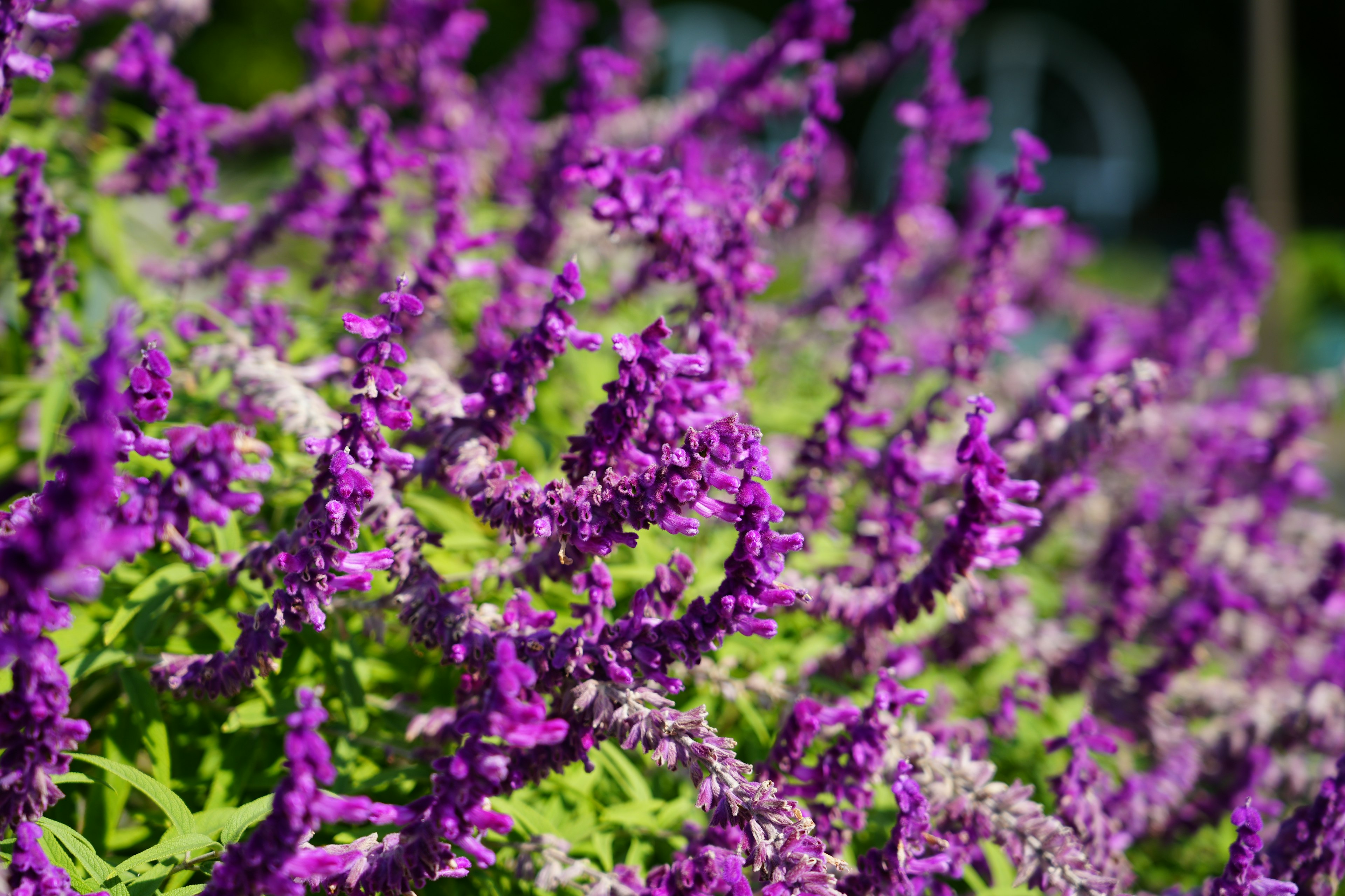 Nahaufnahme von lebhaften lila Blumen in voller Blüte