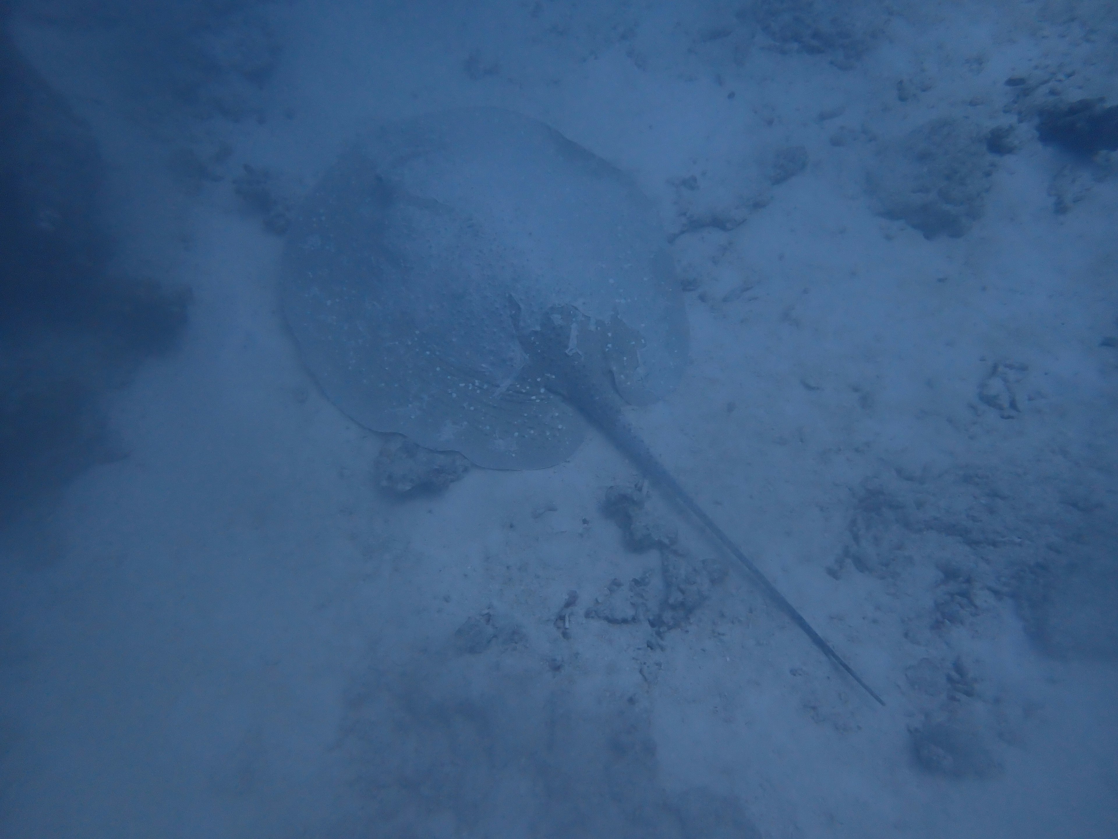 Underwater image showing a ray resting on the ocean floor