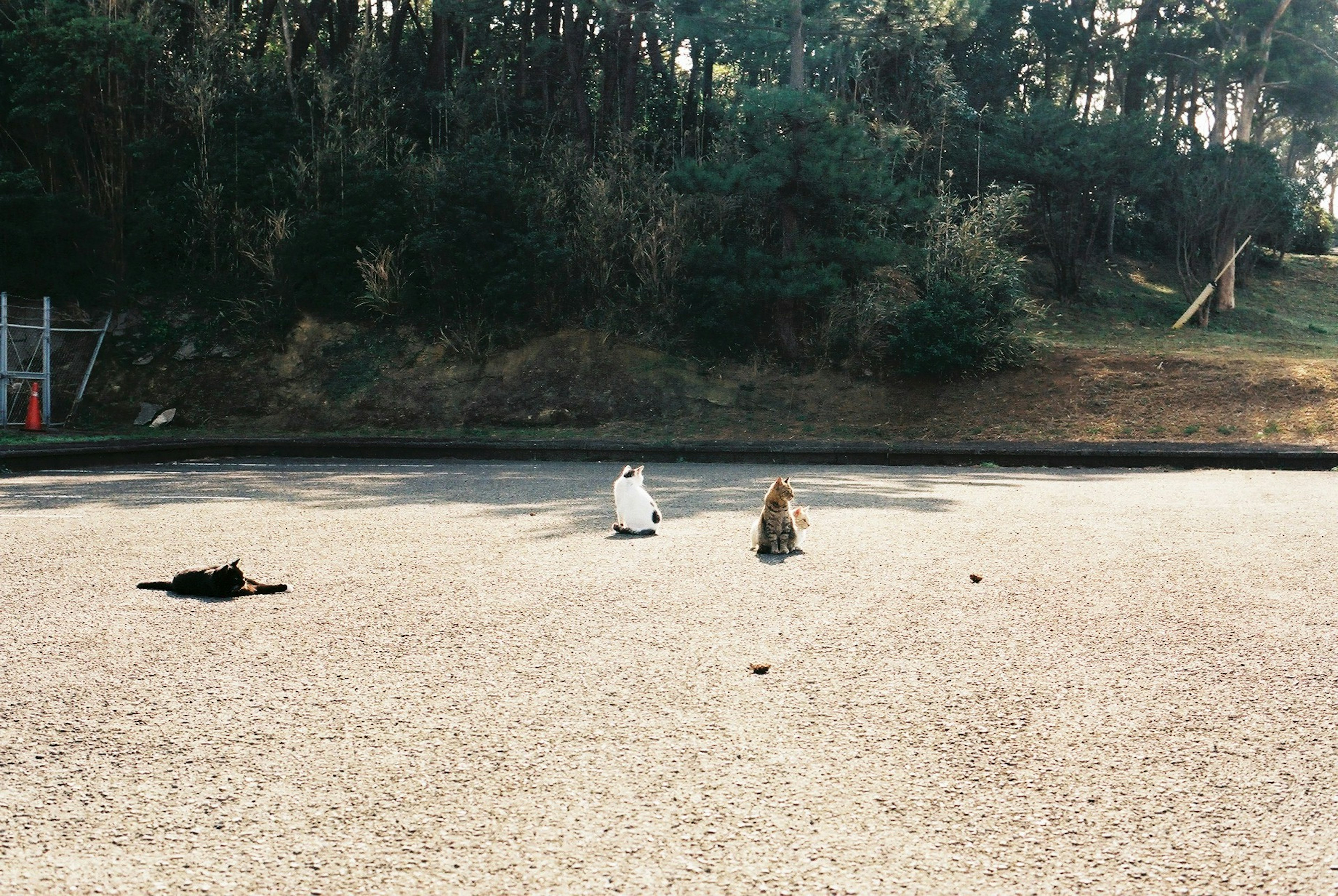 Two cats and a child sitting on a gravel ground in a natural setting