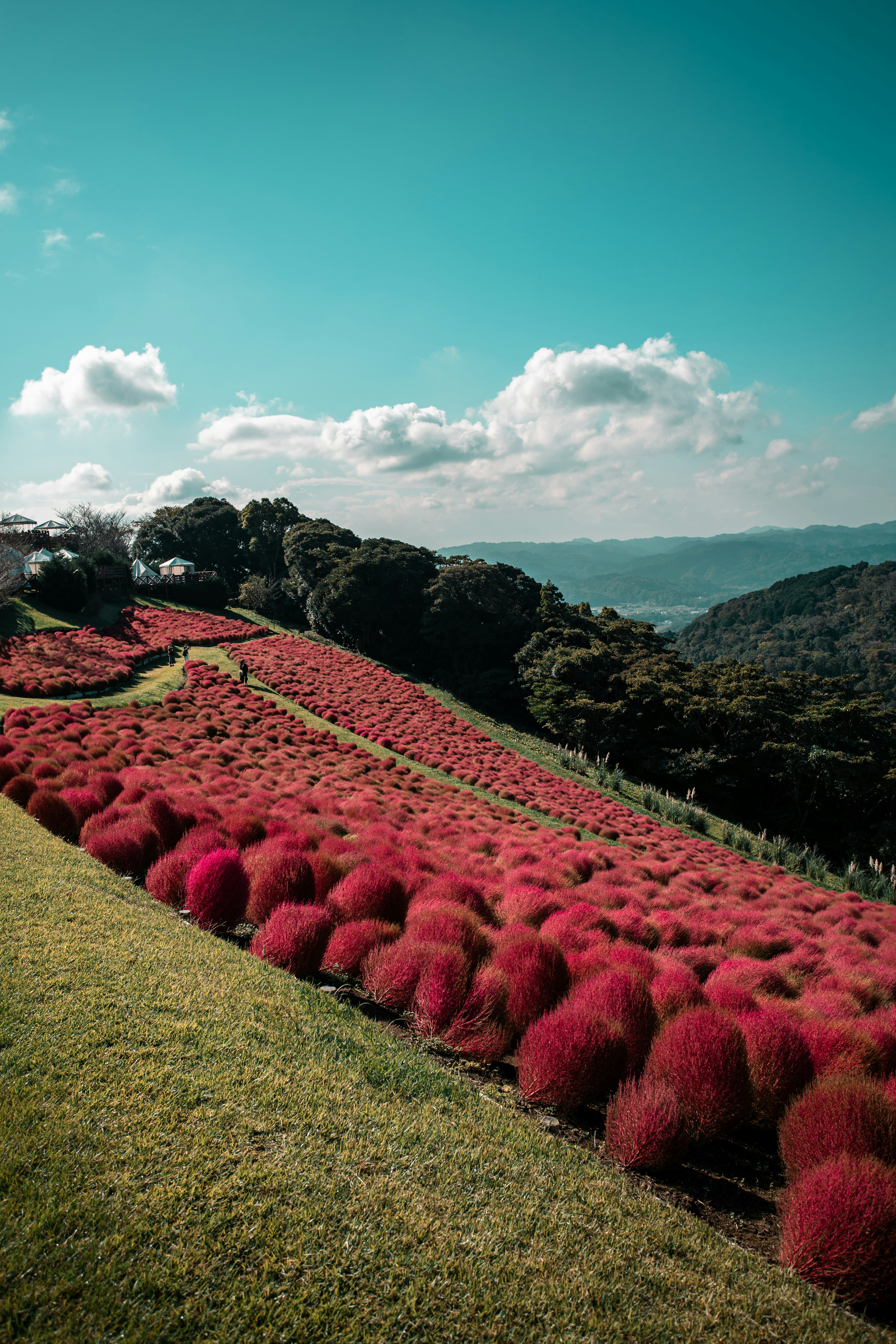 ภูมิทัศน์ของพืชโคเคียสีแดงบนเนินเขาใต้ท้องฟ้าสีฟ้า