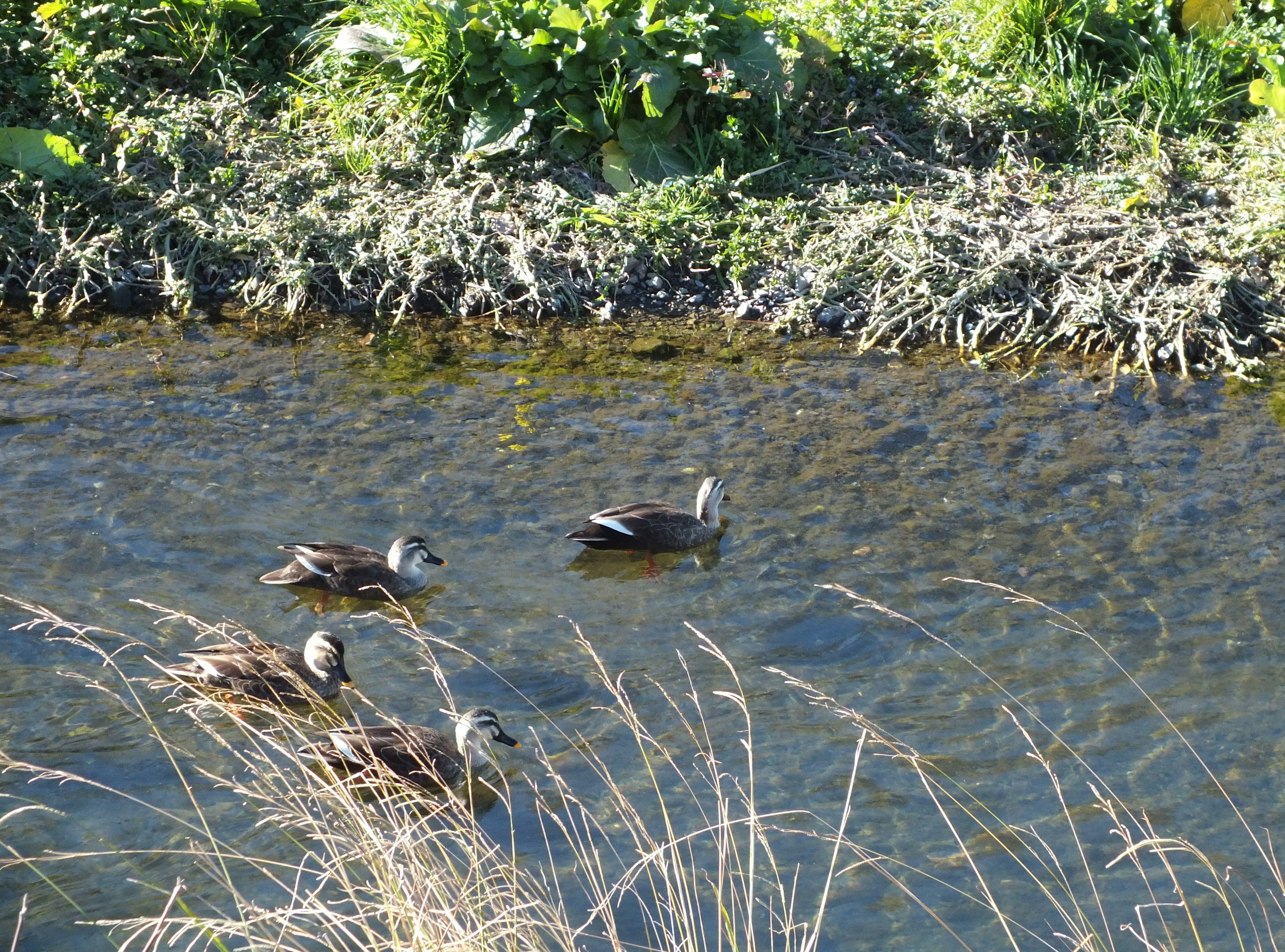 Bebek yang berenang di sungai dengan rumput di sekitarnya