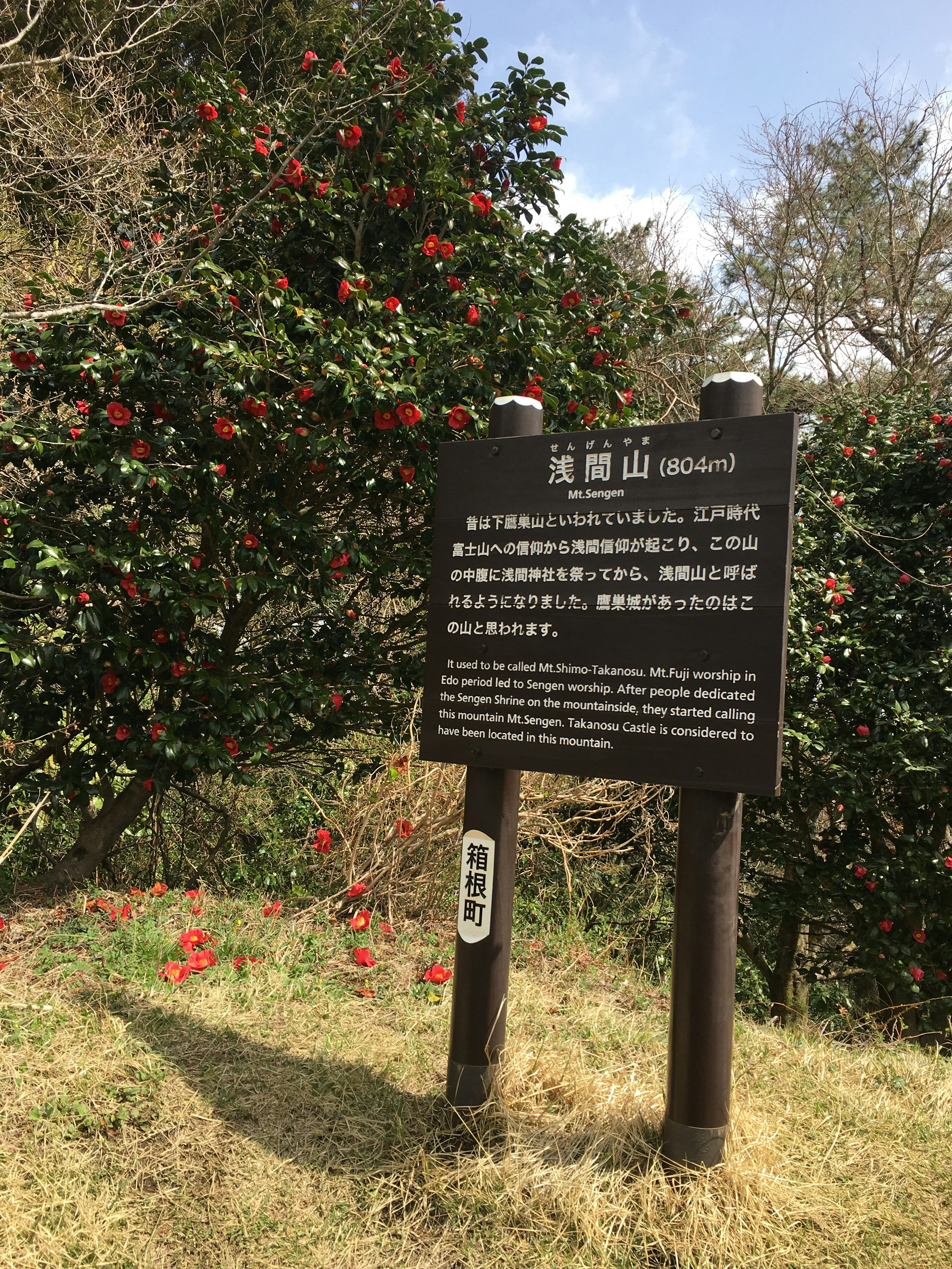 山の斜面に咲く椿の花と説明板の風景