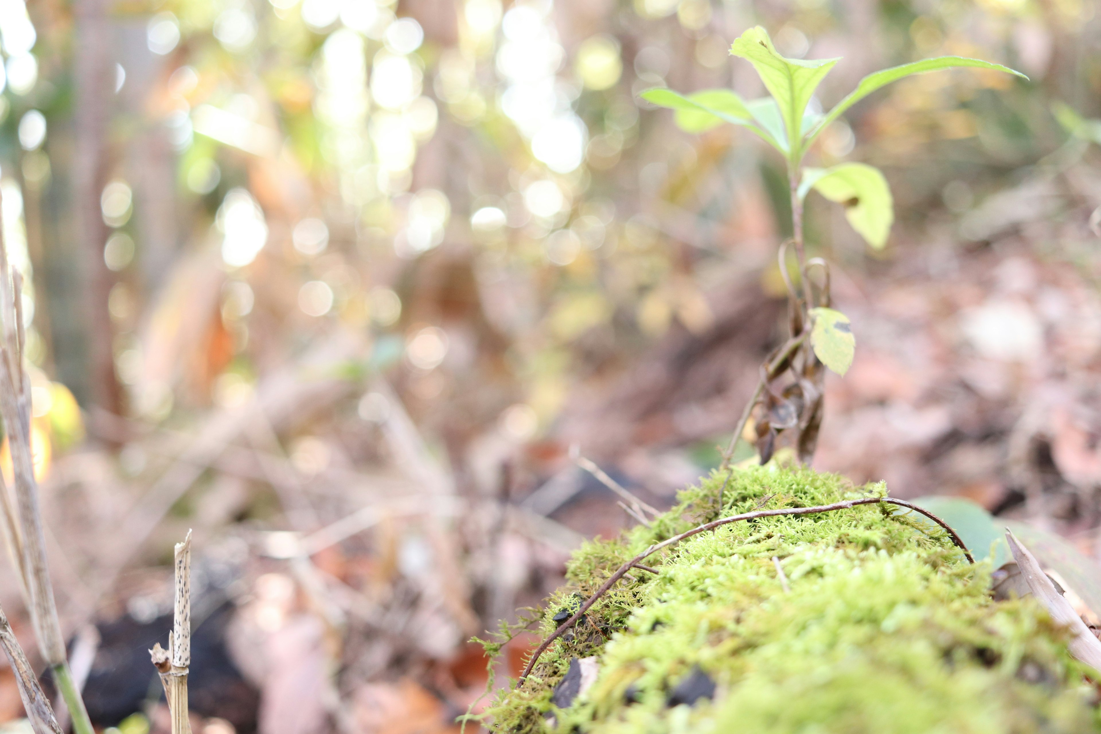 Una piccola pianta che cresce su un tronco coperto di muschio in un ambiente forestale