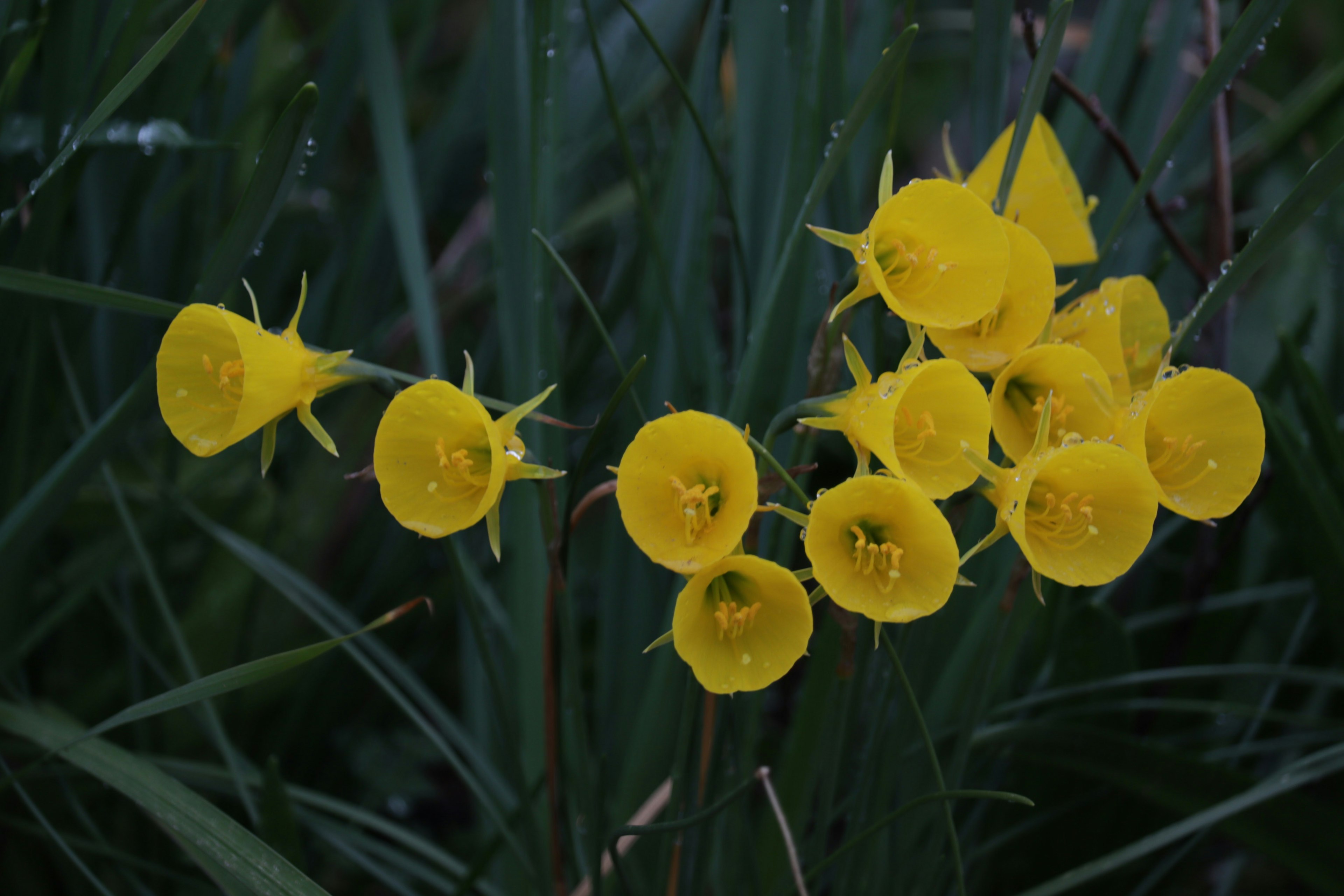 Un hermoso grupo de flores amarillas brillantes