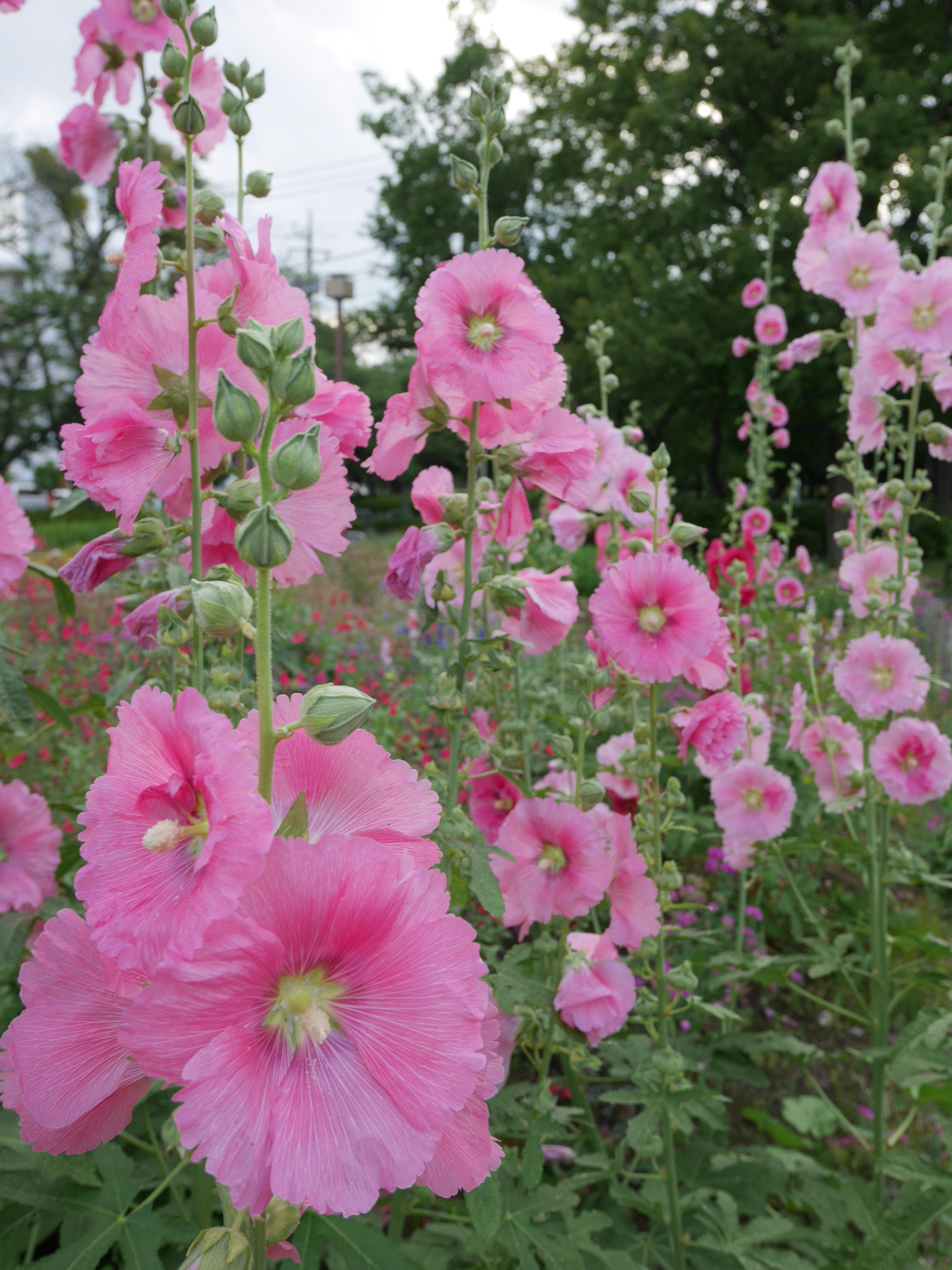 A vibrant display of pink hollyhocks in a lush green setting