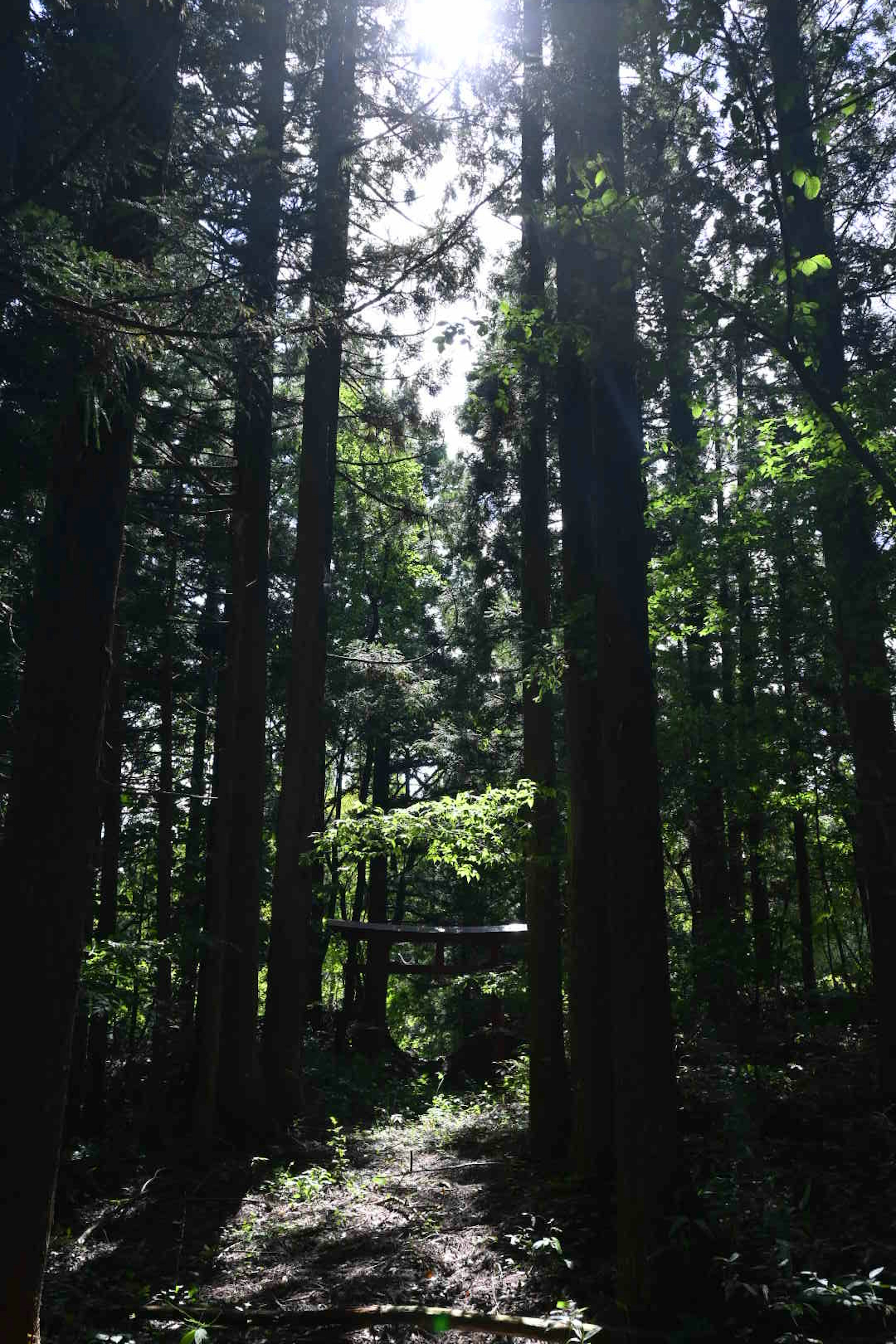 Sunlight filtering through lush green trees in a forest