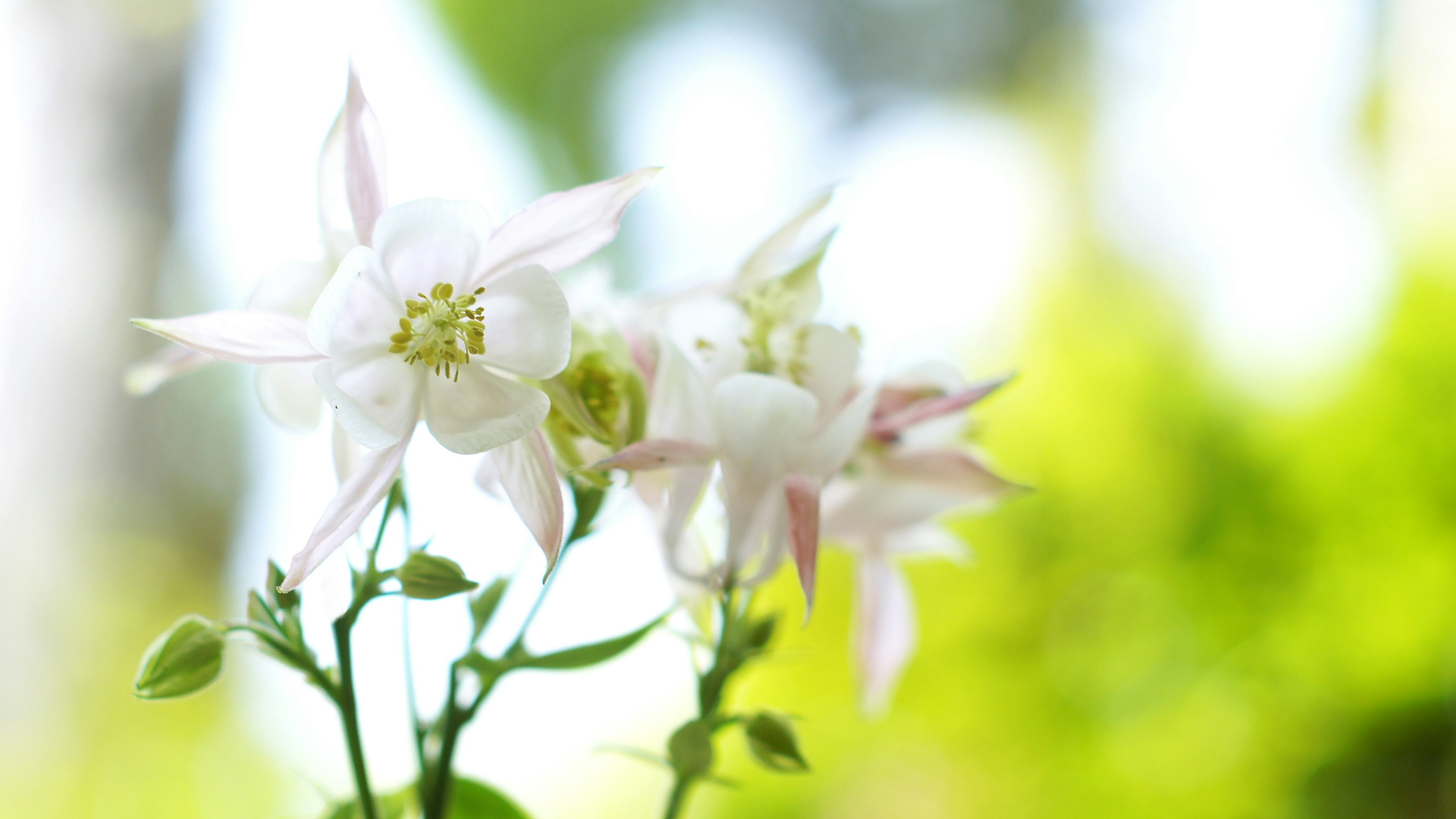 Immagine di fiori bianchi che fioriscono con uno sfondo verde