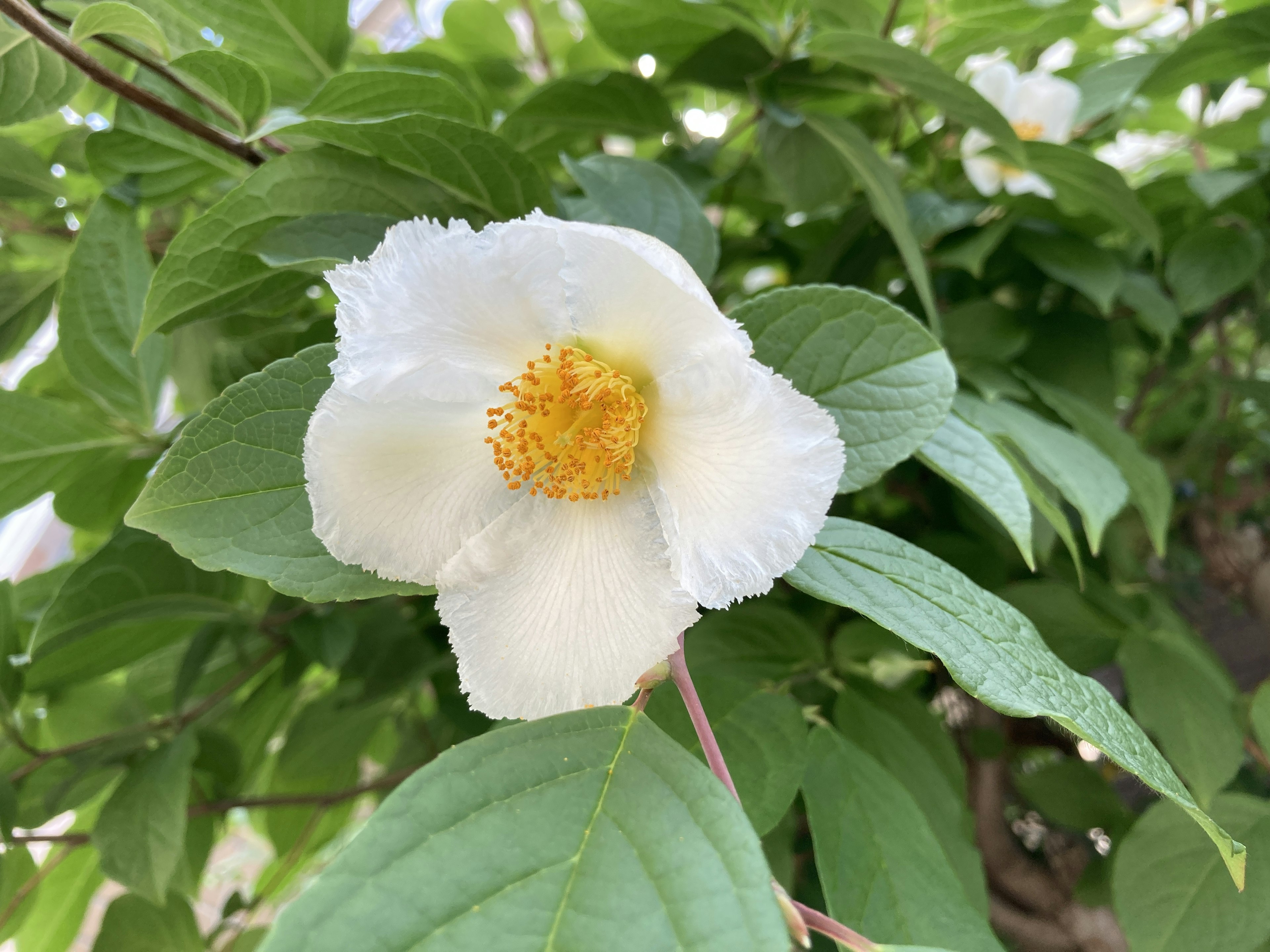 白い花と緑の葉が特徴の植物