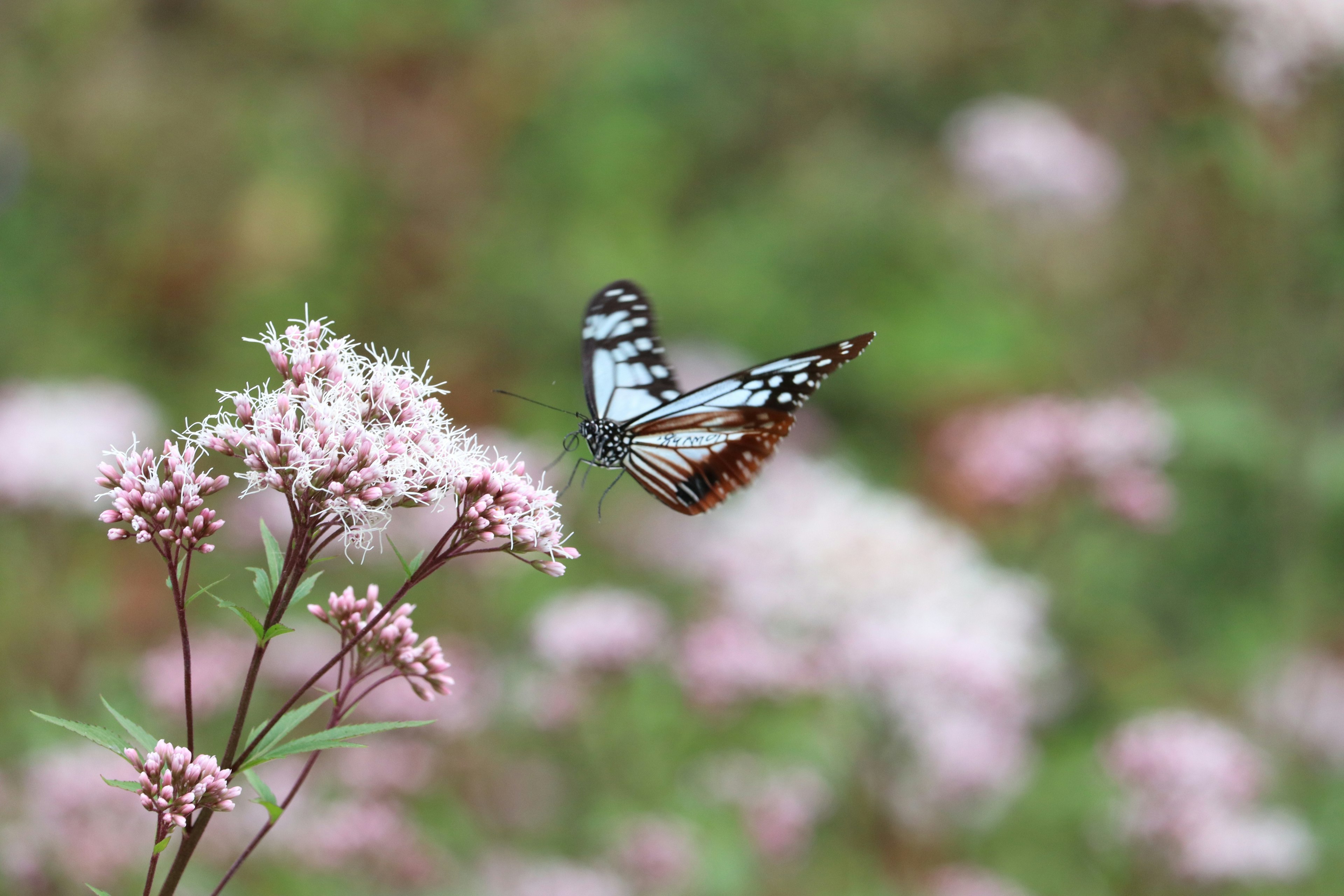 Ein blauer Schmetterling schwebt über rosa Blumen