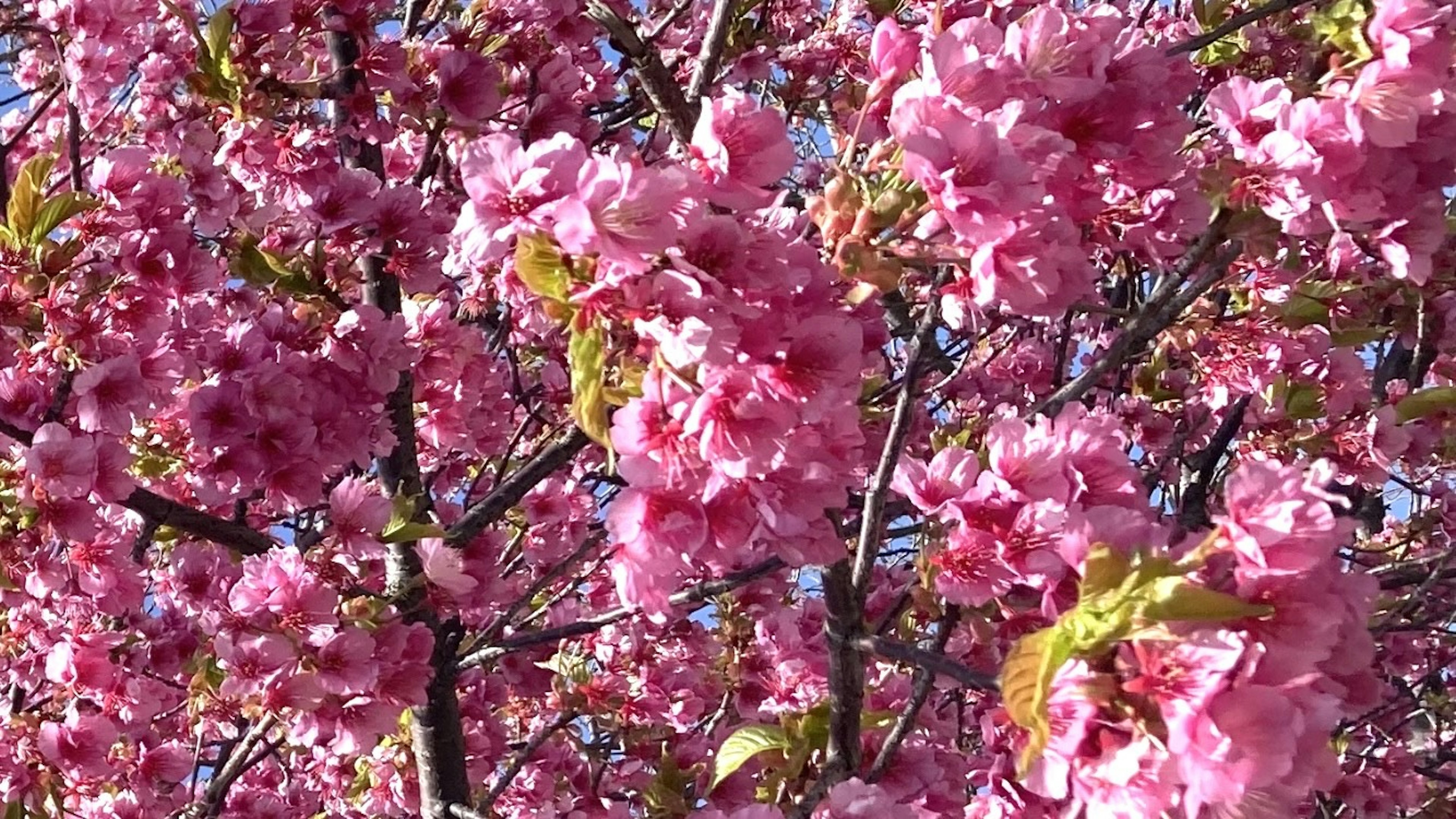 Acercamiento de ramas de cerezo en plena floración