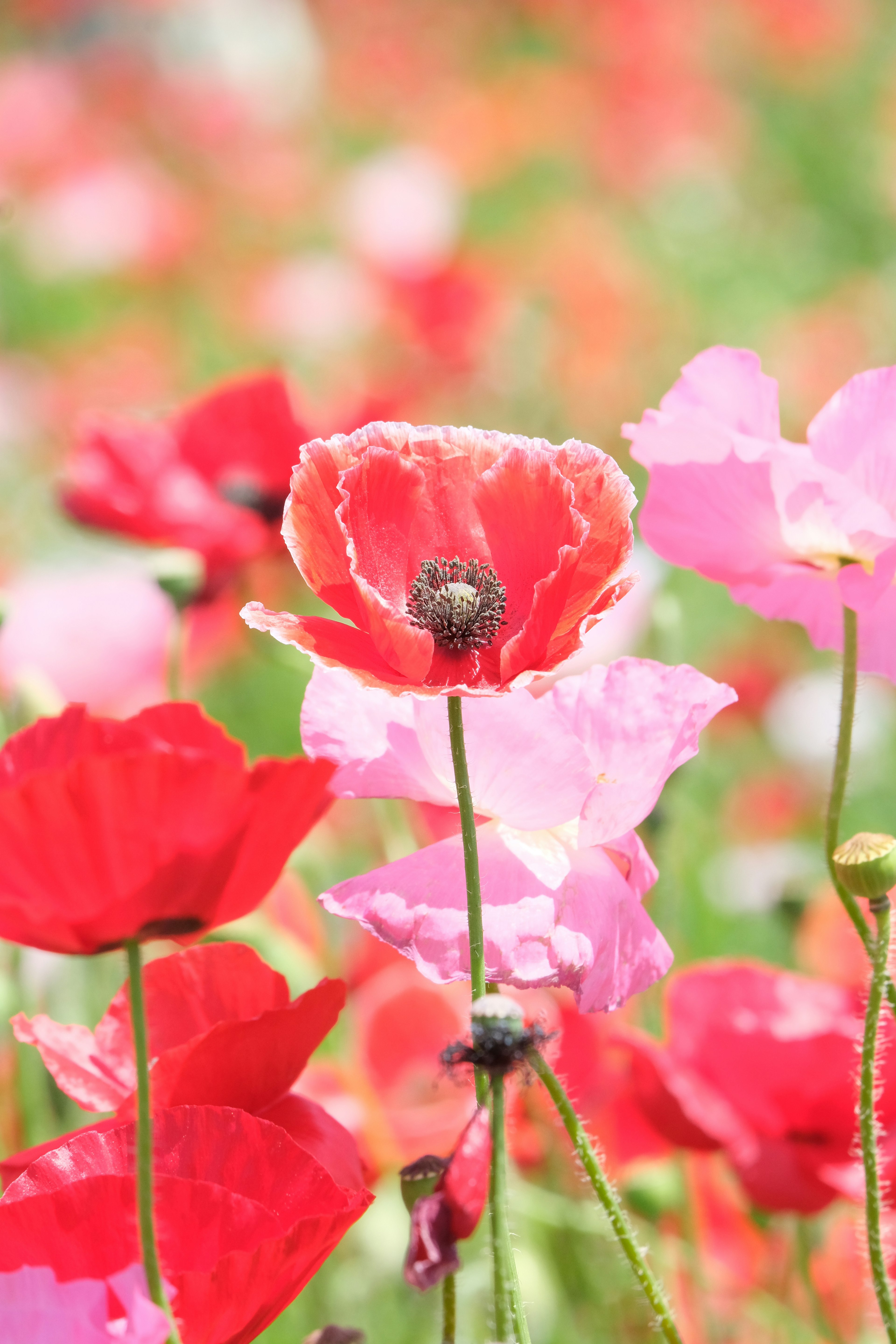 Flor de amapola destacando entre flores rojas y rosas vibrantes