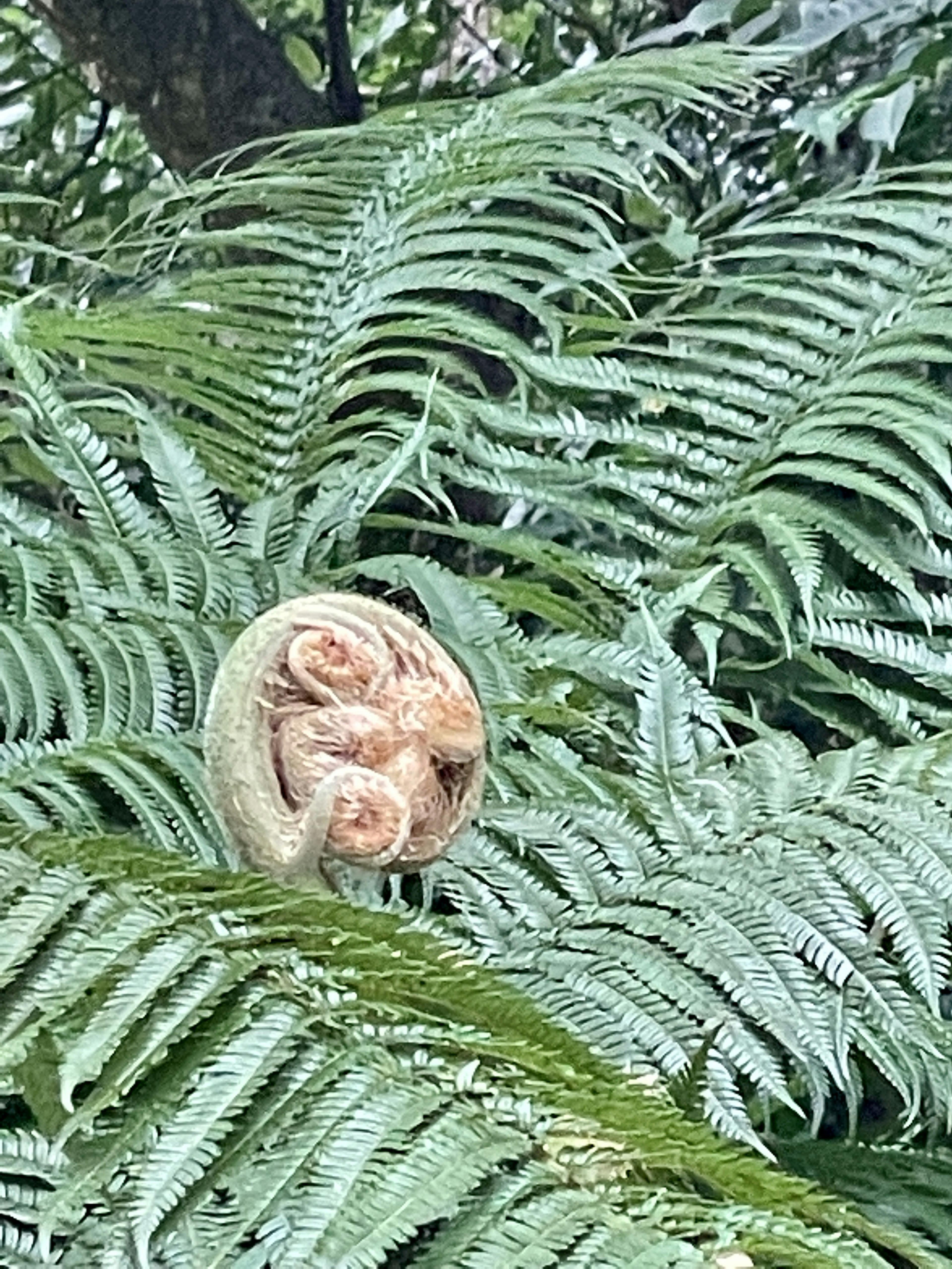 Curled fern frond nestled among lush green fern leaves