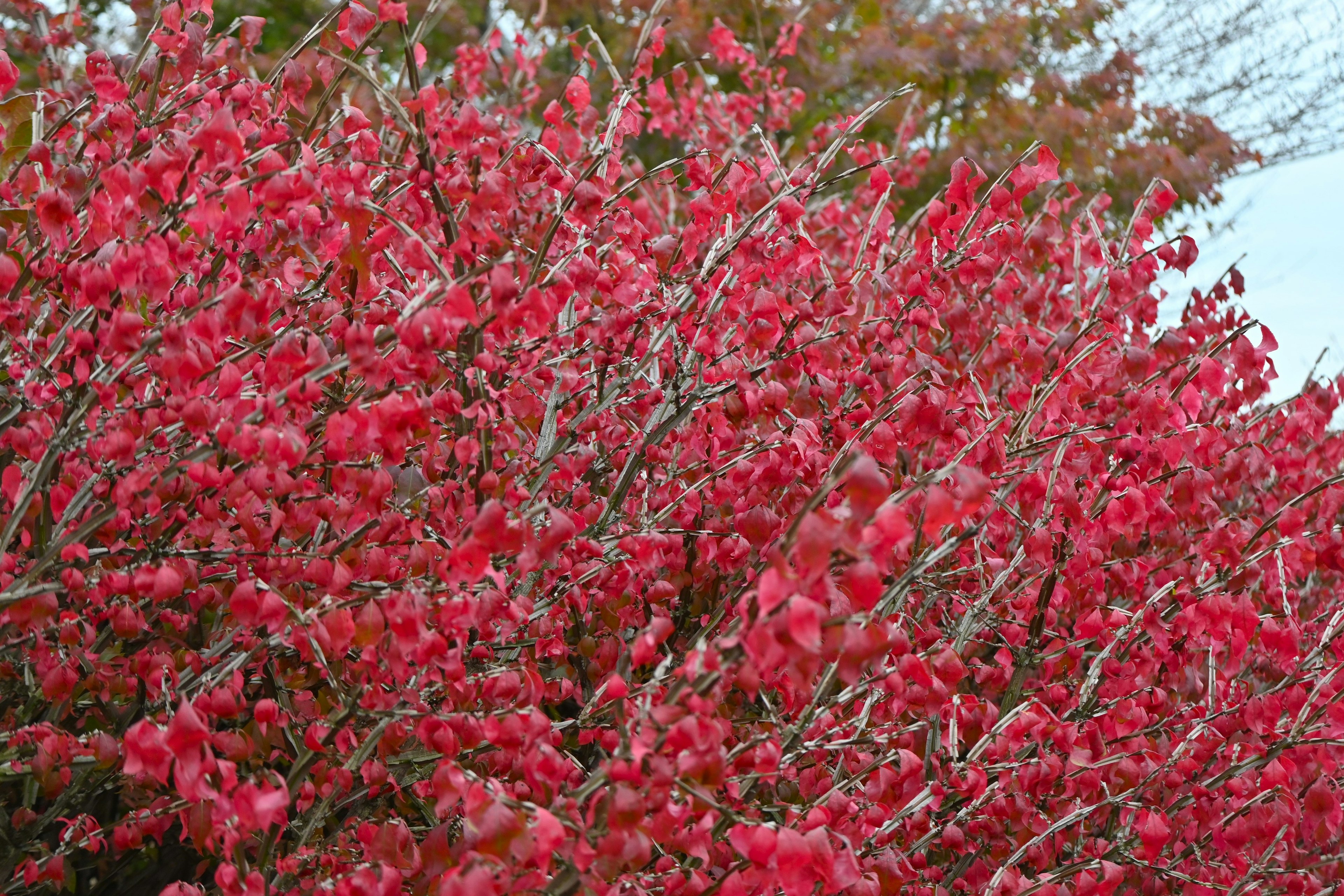 Gros plan d'un buisson avec des feuilles rouges vives